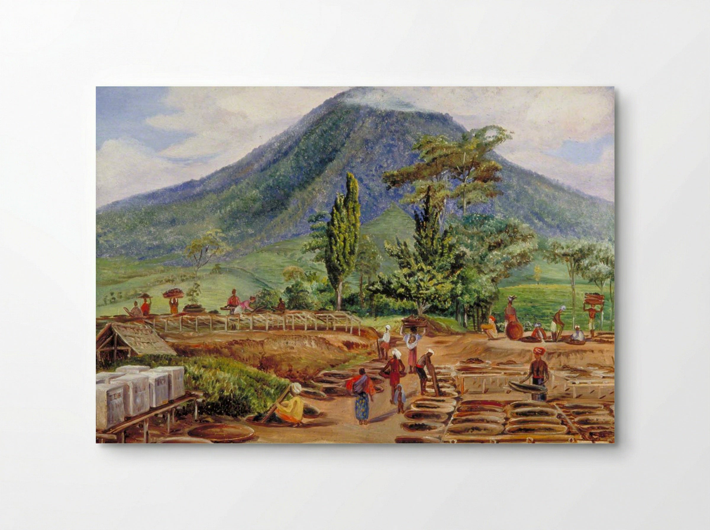 Tea-Drying in Mr Hölle's Establishment, Java - Marianne North - Poster