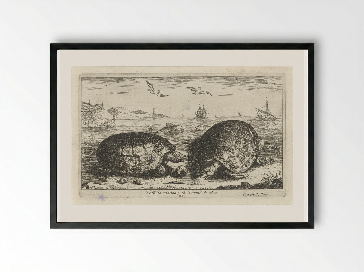 Testudo marina (Sea Turtles) - Albert Flamen - Framed Print Black