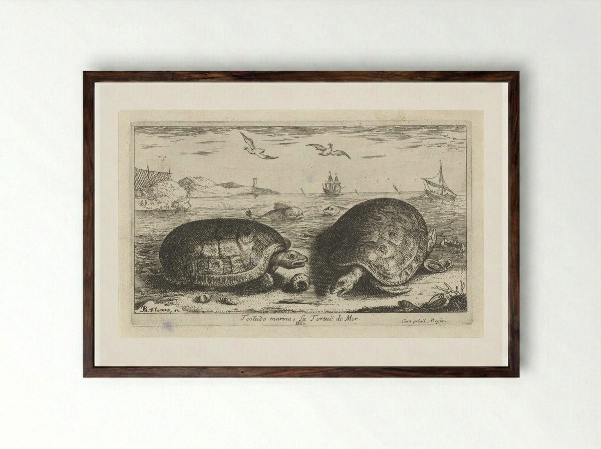 Testudo marina (Sea Turtles) - Albert Flamen - Framed Print Dark Wood