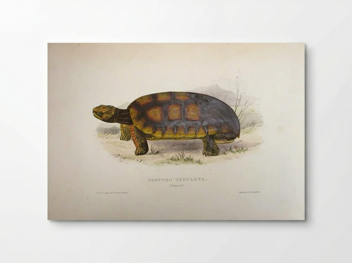 Testudo tabulata (Chelonoidis denticulata) - Edward Lear - Poster