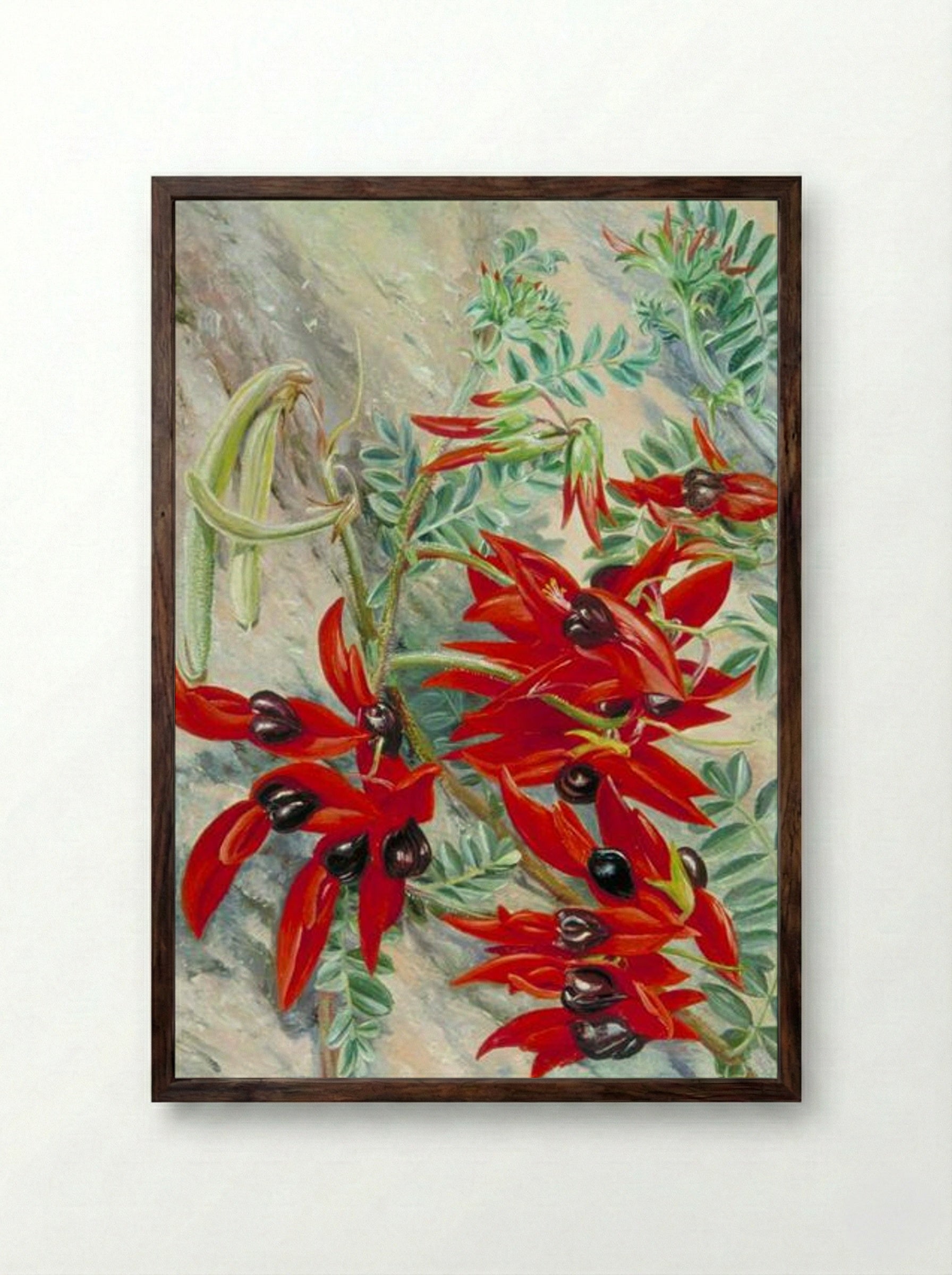The Australian Parrot Flower - Marianne North - Framed Print Dark Wood