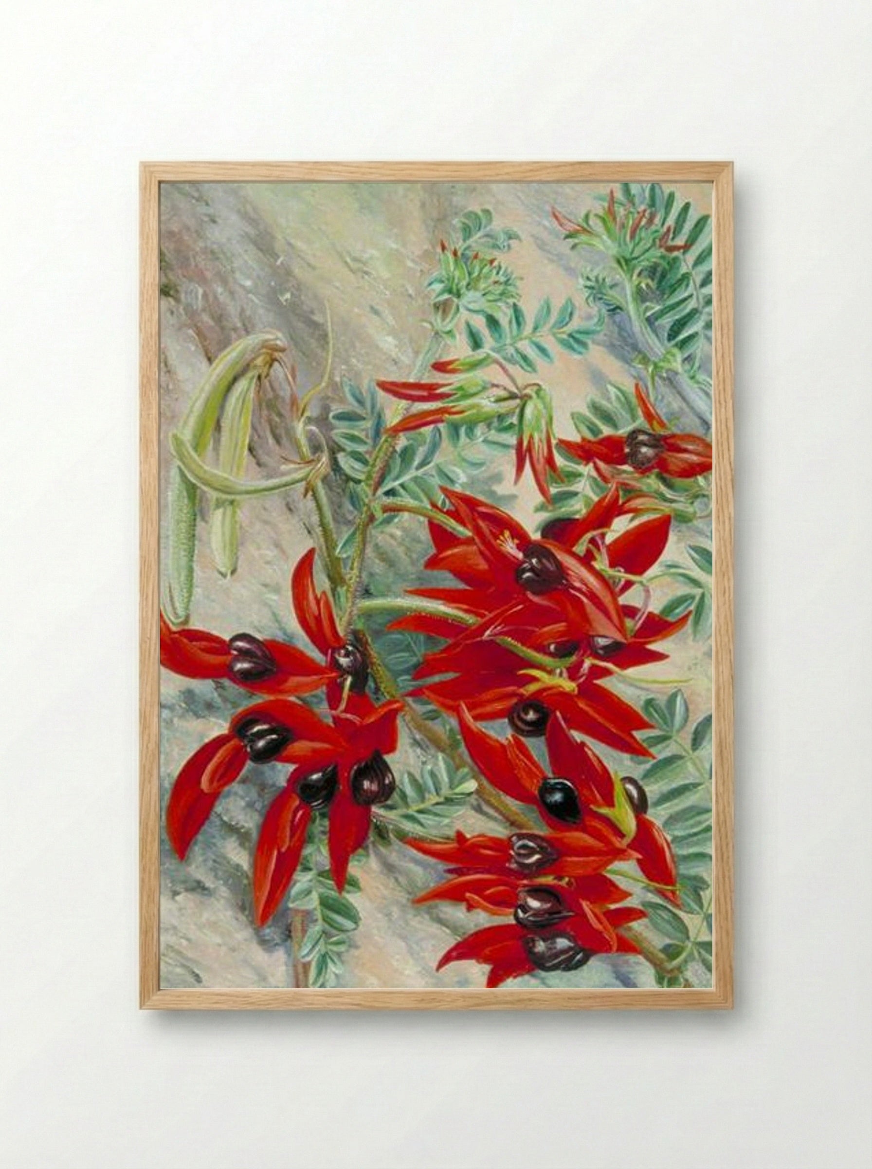 The Australian Parrot Flower - Marianne North - Framed Print Wood