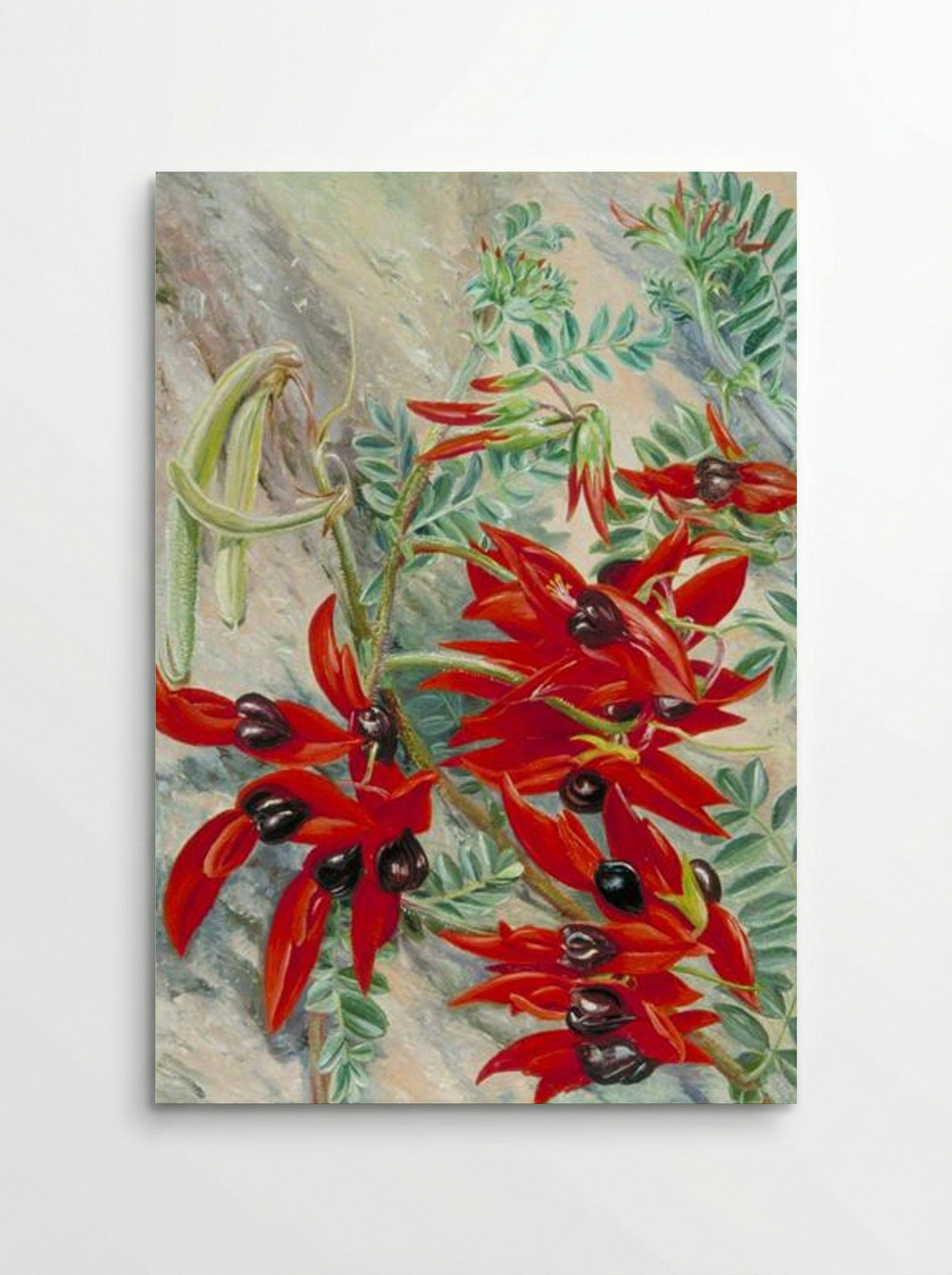 The Australian Parrot Flower - Marianne North - Poster