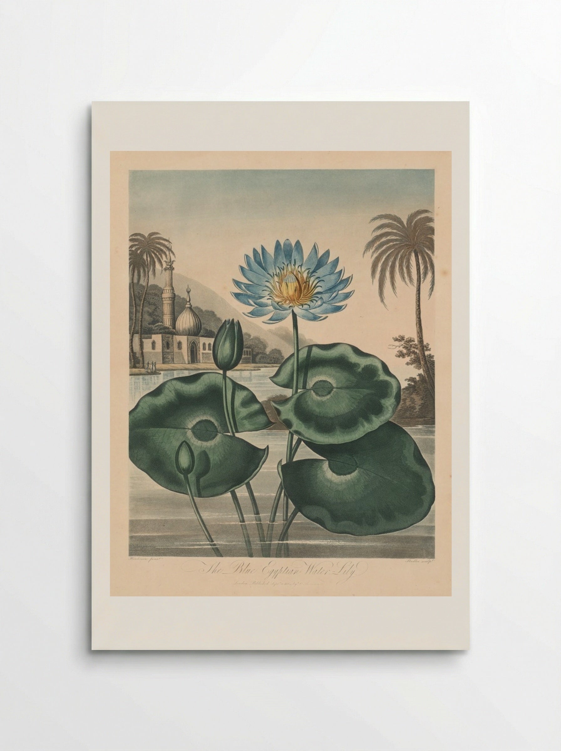 The Blue Egyptian Waterlily - Robert John Thornton - Poster