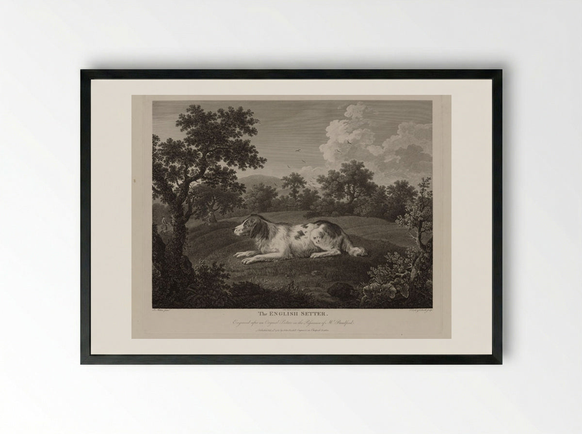 The English Setter - Thomas Cook - Framed Print Black