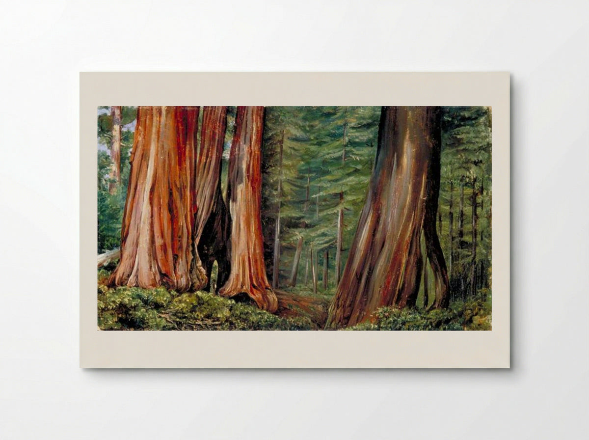 The Mariposa Grove of Big Trees, California - Marianne North - Poster