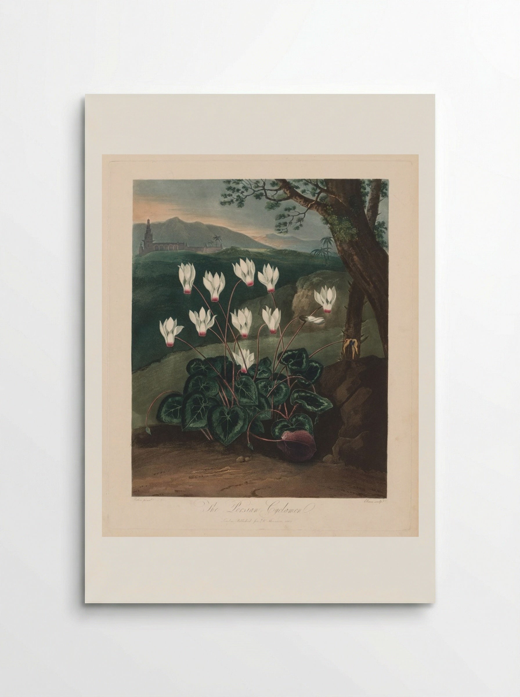 The Persian Cyclamen - Robert John Thornton - Poster