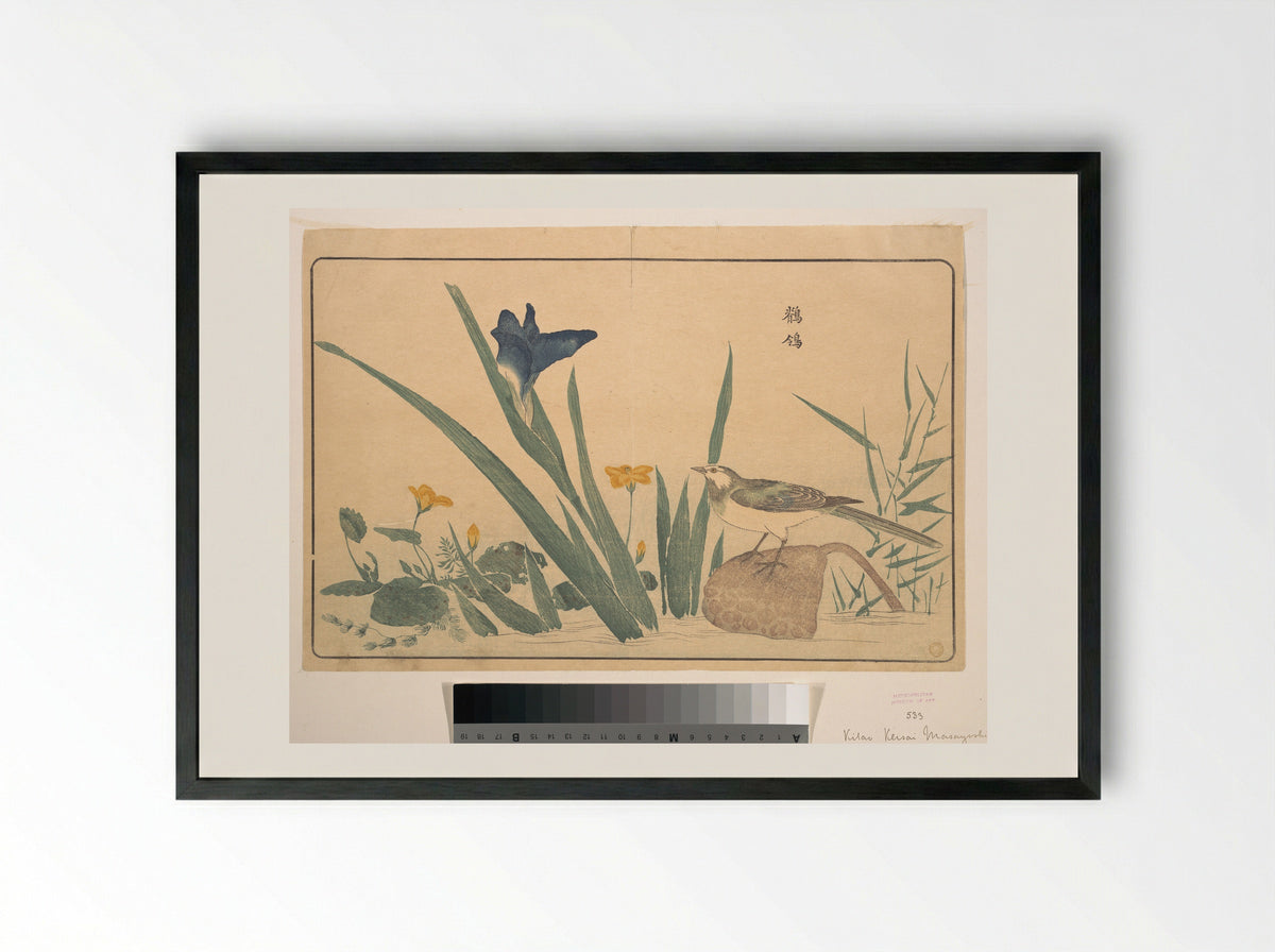 The Pied Wagtail - Kuwagata Keisai - Framed Print Black