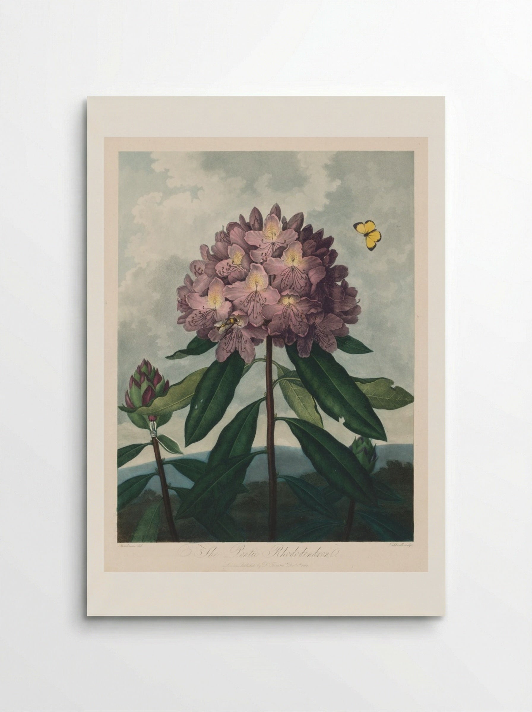 The Pontic Rhododendron - Robert John Thornton - Poster