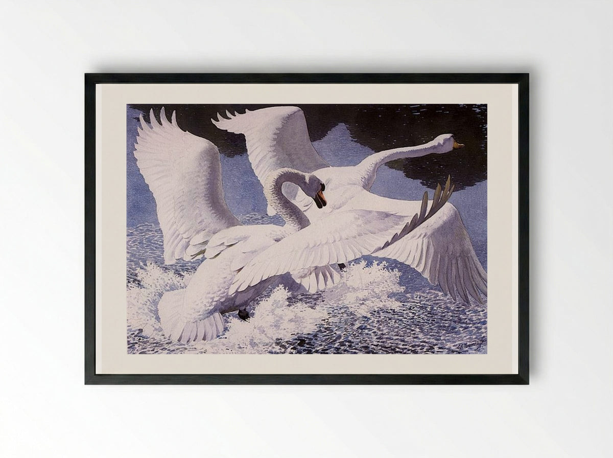 The Rivals - Charles Tunnicliffe - Framed Print Black