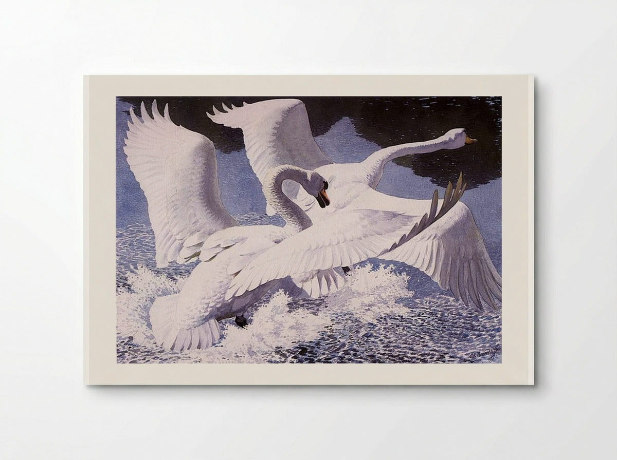 The Rivals - Charles Tunnicliffe - Poster