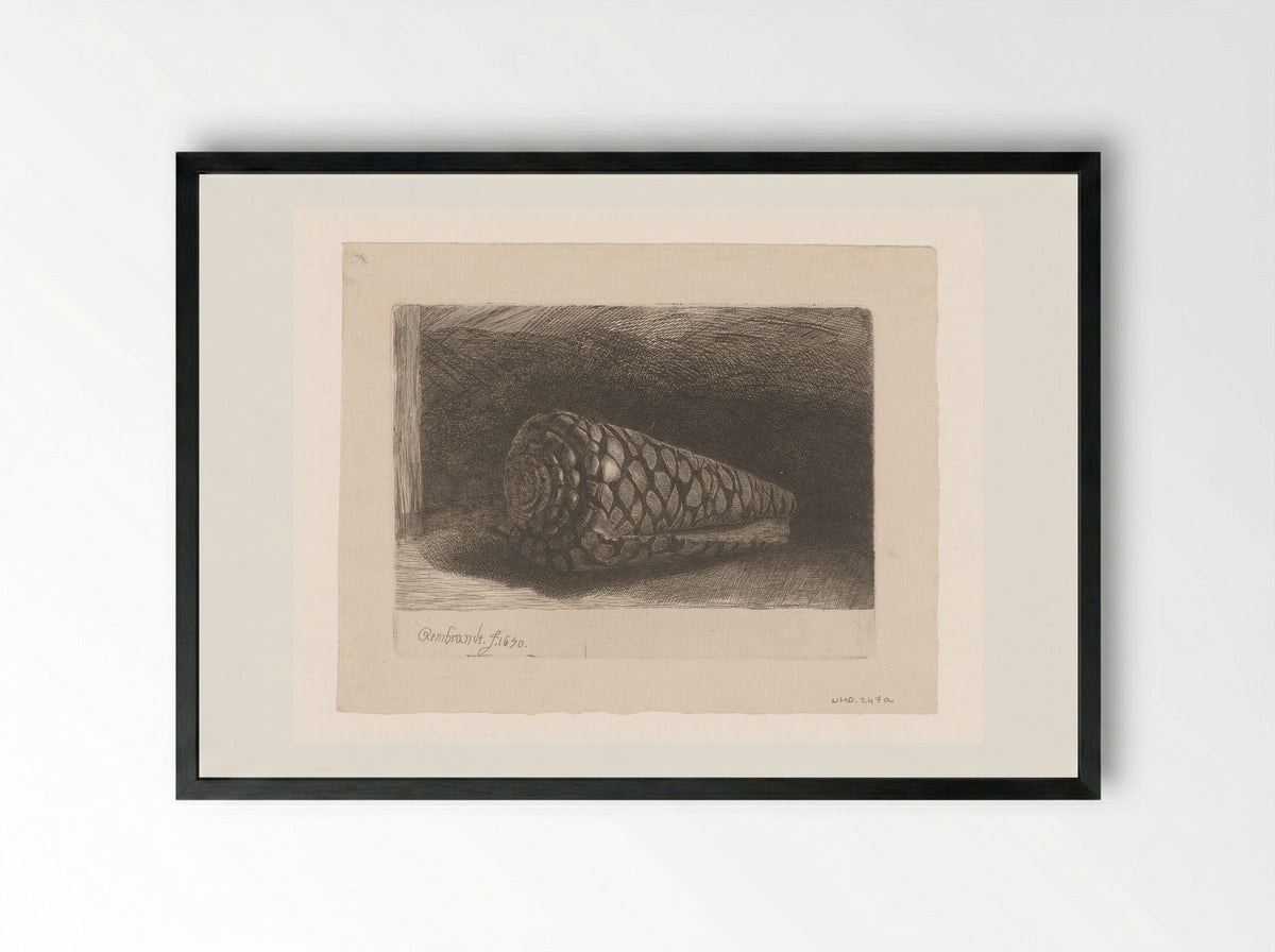 The Shell (Conus marmoreus) - Rembrandt van Rijn - Framed Print Black