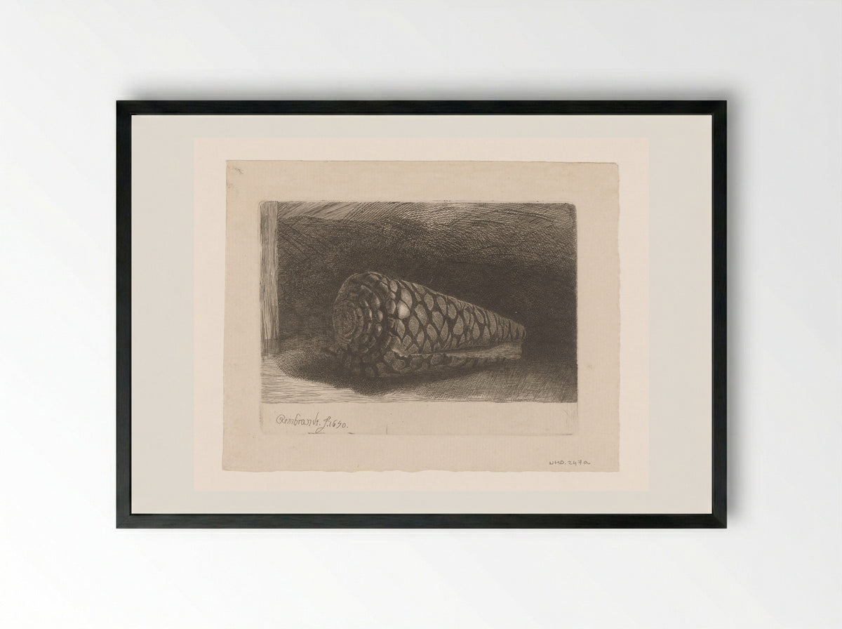 The Shell (Conus marmoreus) - Rembrandt van Rijn - Framed Print Black