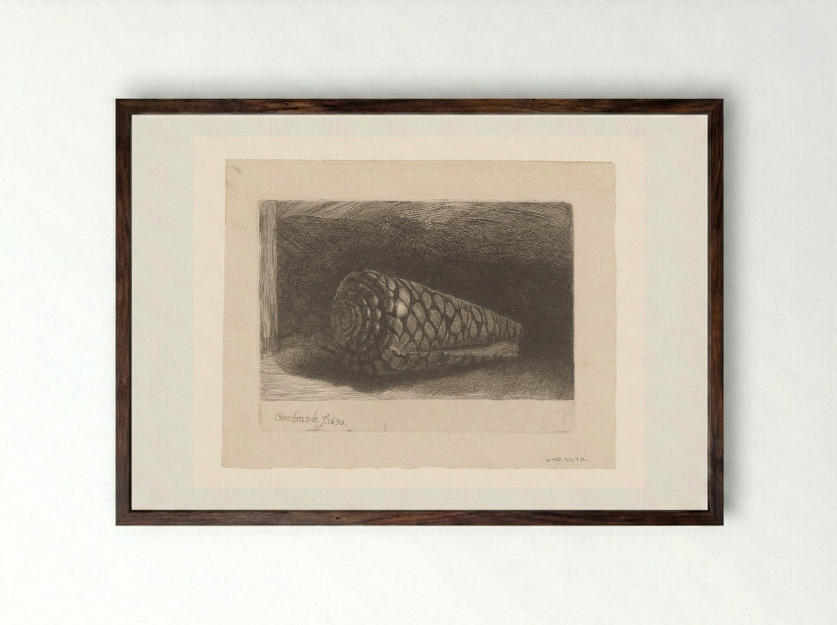 The Shell (Conus marmoreus) - Rembrandt van Rijn - Framed Print Dark Wood