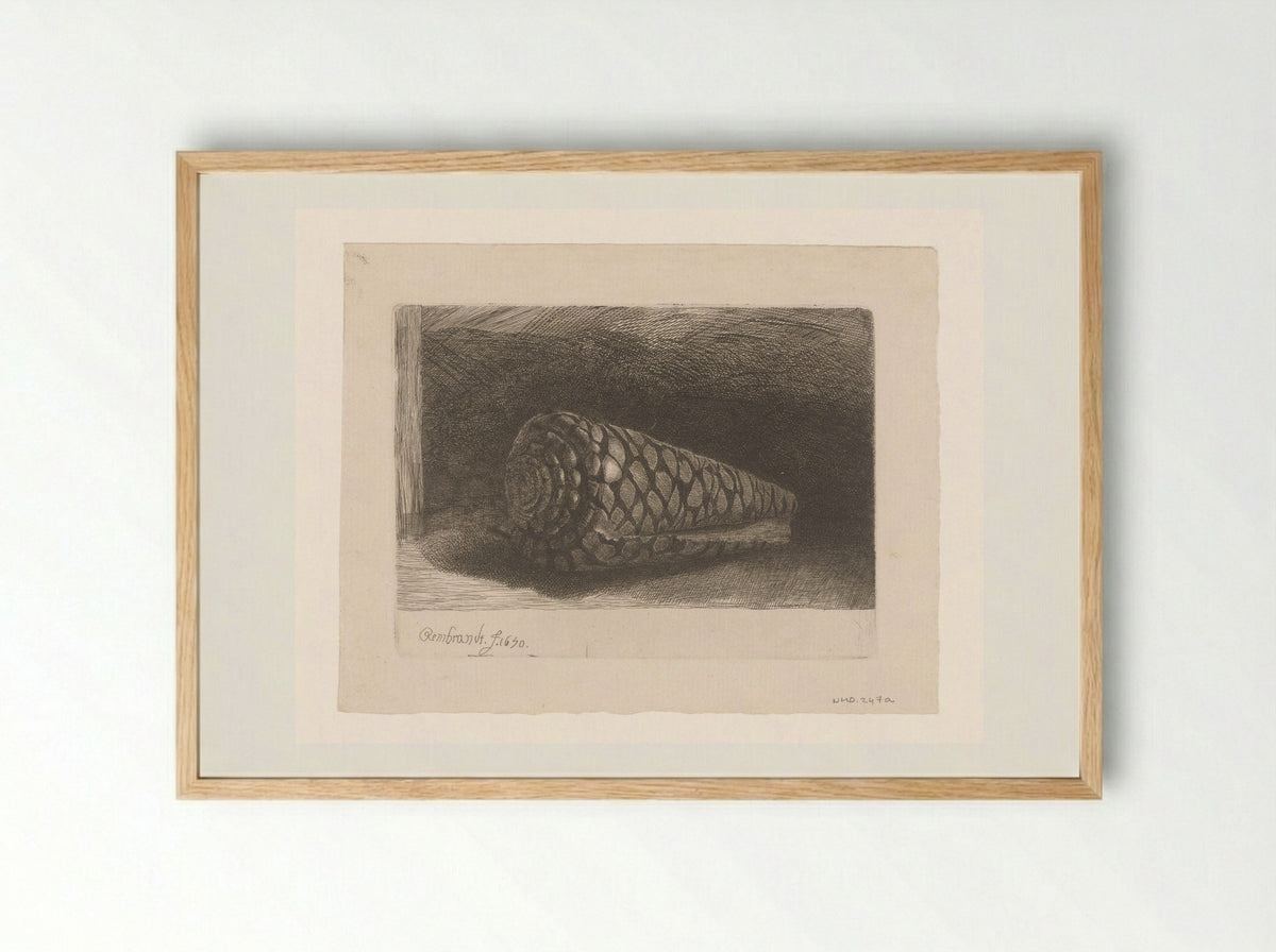 The Shell (Conus marmoreus) - Rembrandt van Rijn - Framed Print Wood