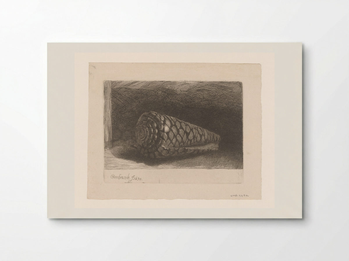 The Shell (Conus marmoreus) - Rembrandt van Rijn - Poster