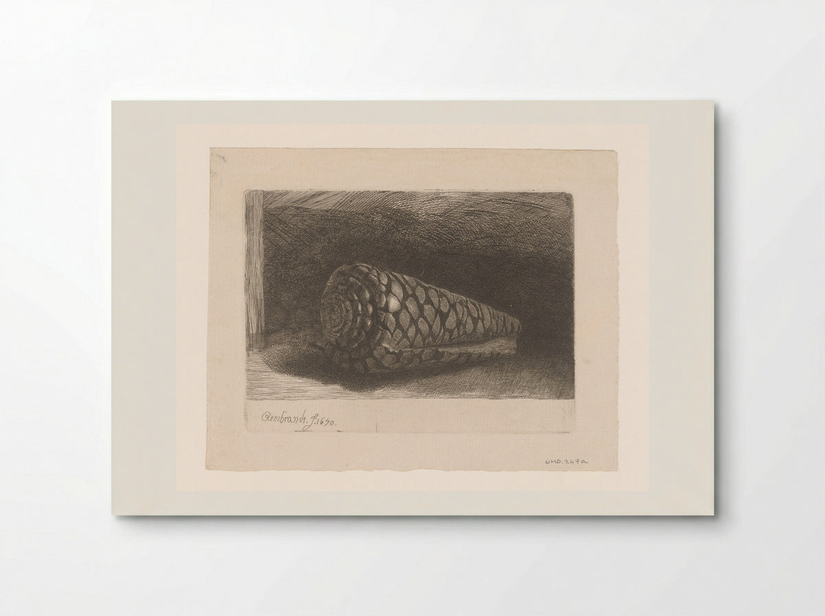 The Shell (Conus marmoreus) - Rembrandt van Rijn - Poster
