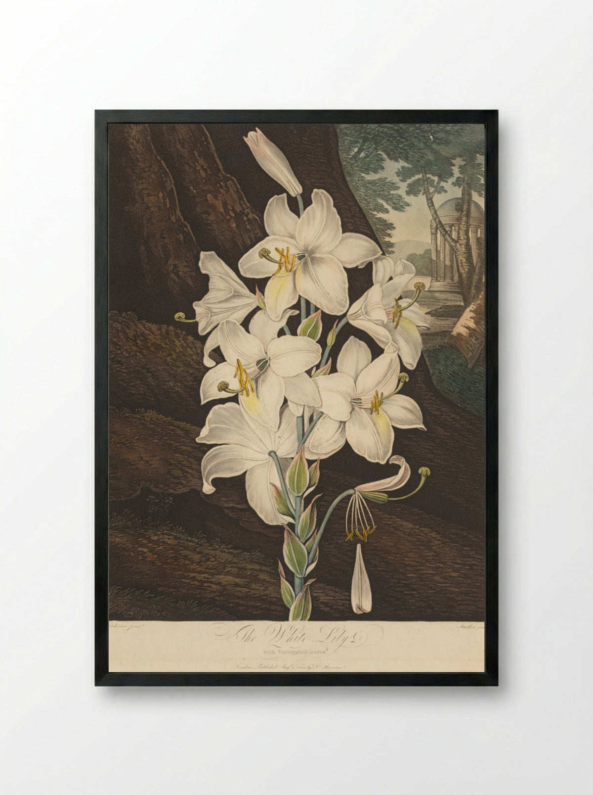 The Temple of Flora: White Lily - Joseph Constantine Stadler - Framed Print Black