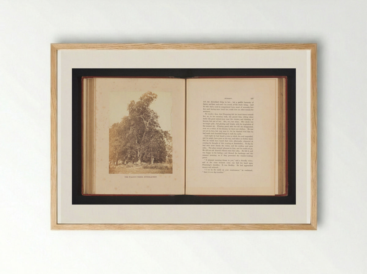 The Walnut Trees, Interlachen - Francis Frith - Framed Print Wood