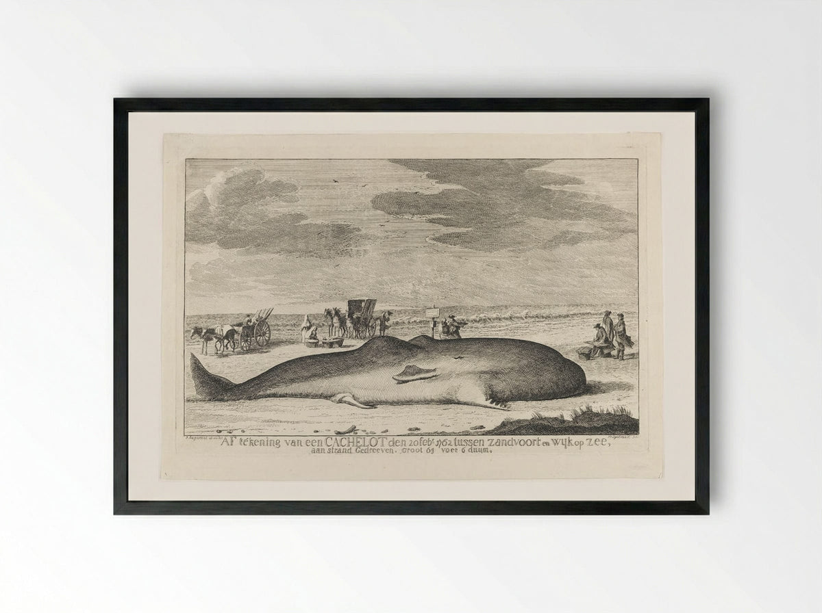 The Whale Stranded between Zandvoort and Wijk Op Zee - Hendrik Spilman - Framed Print Black