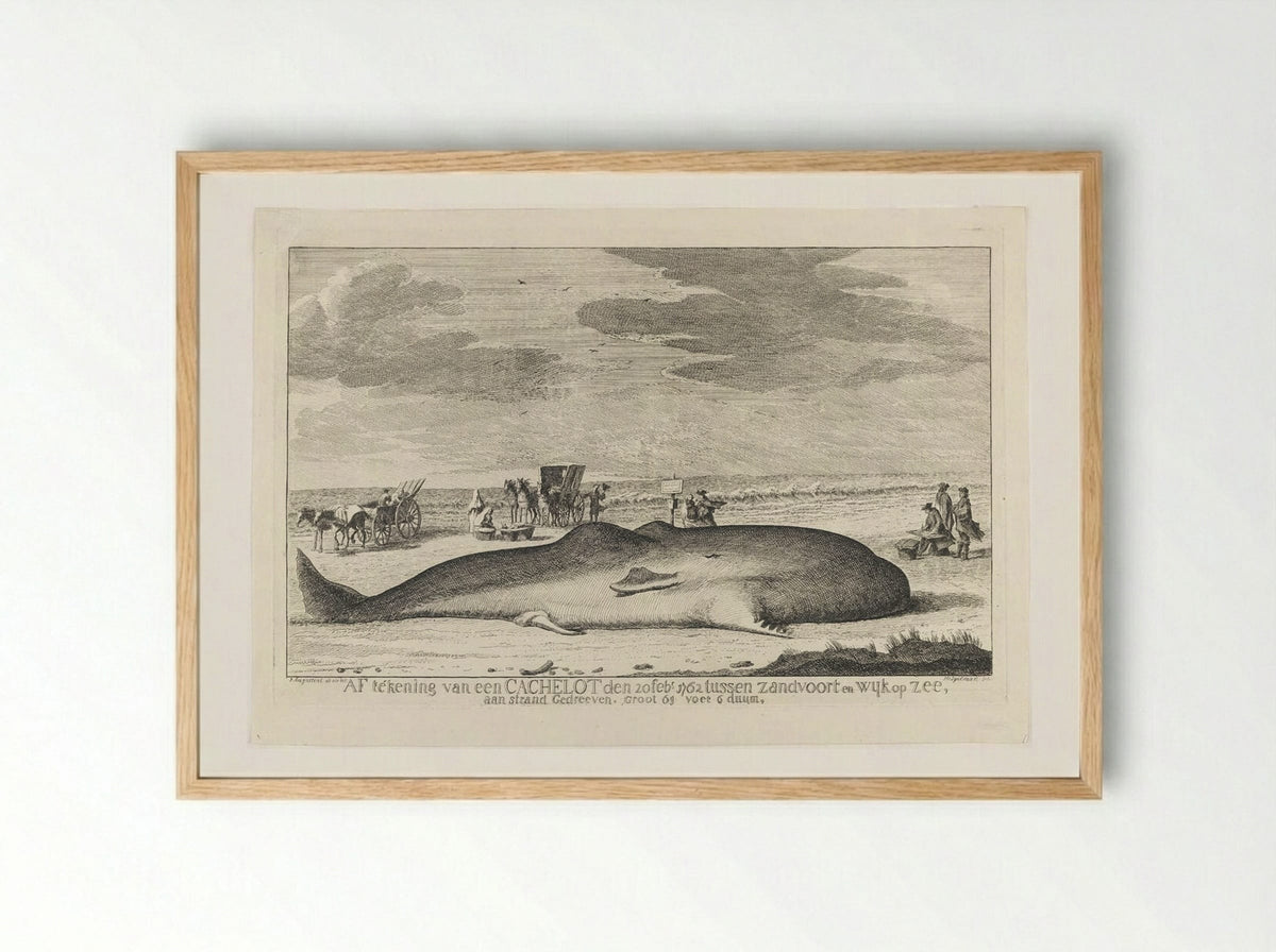 The Whale Stranded between Zandvoort and Wijk Op Zee - Hendrik Spilman - Framed Print Wood