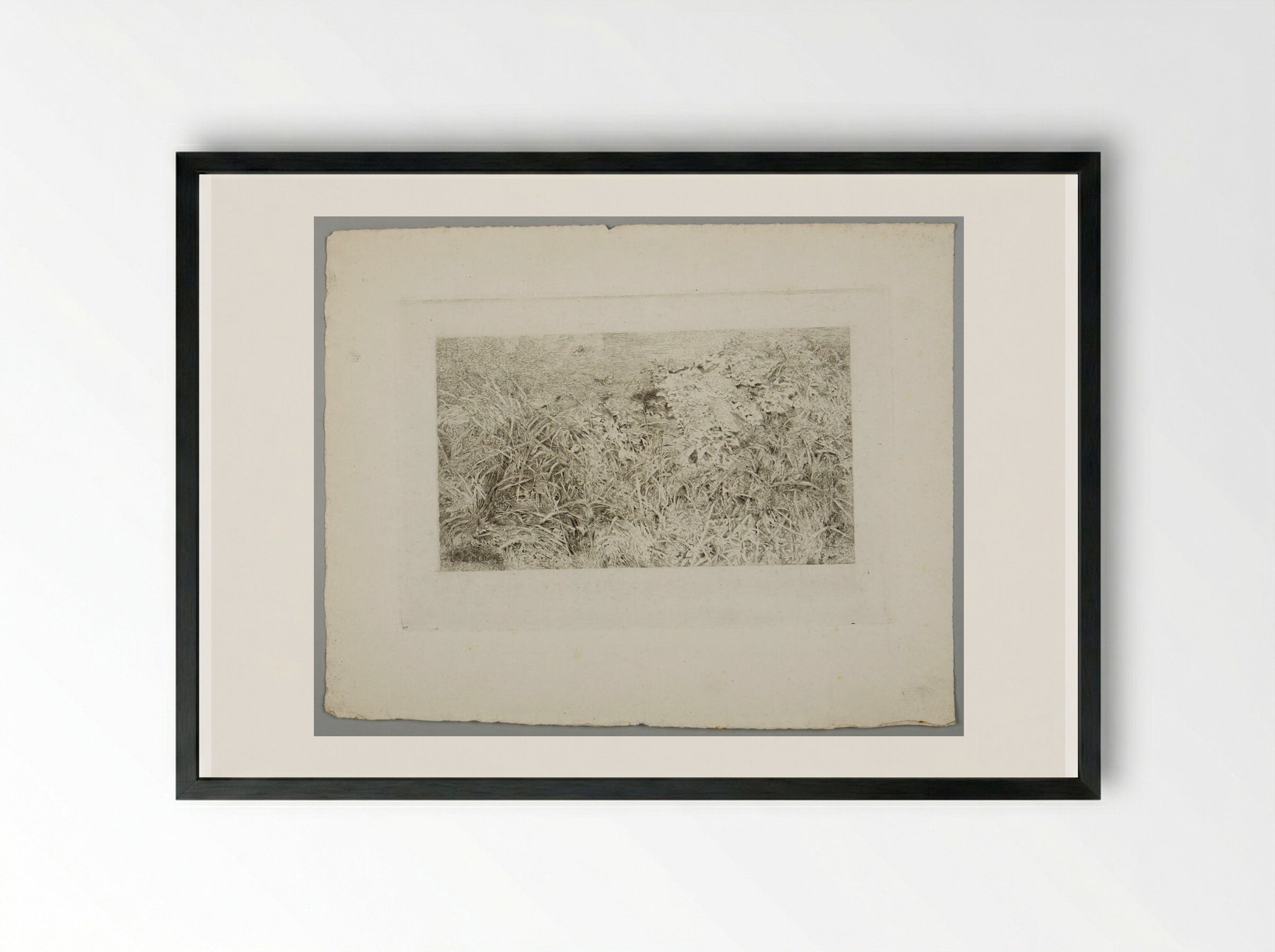 Thistles and Other Weeds - Karl Bodmer - Framed Print Black