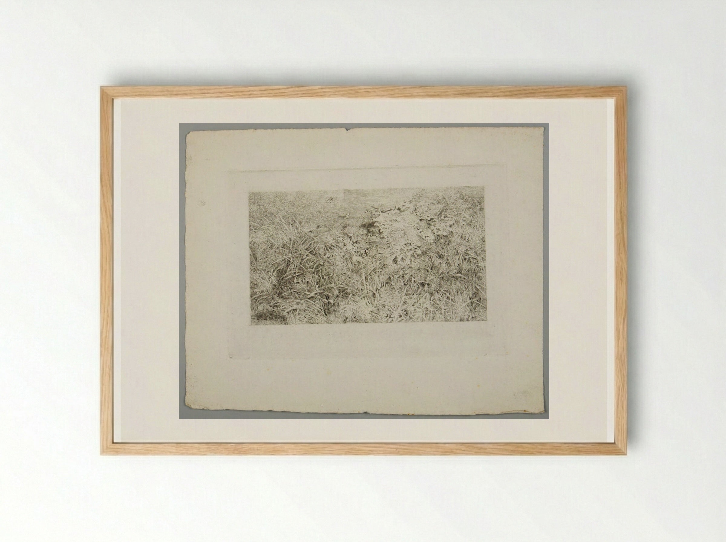 Thistles and Other Weeds - Karl Bodmer - Framed Print Wood