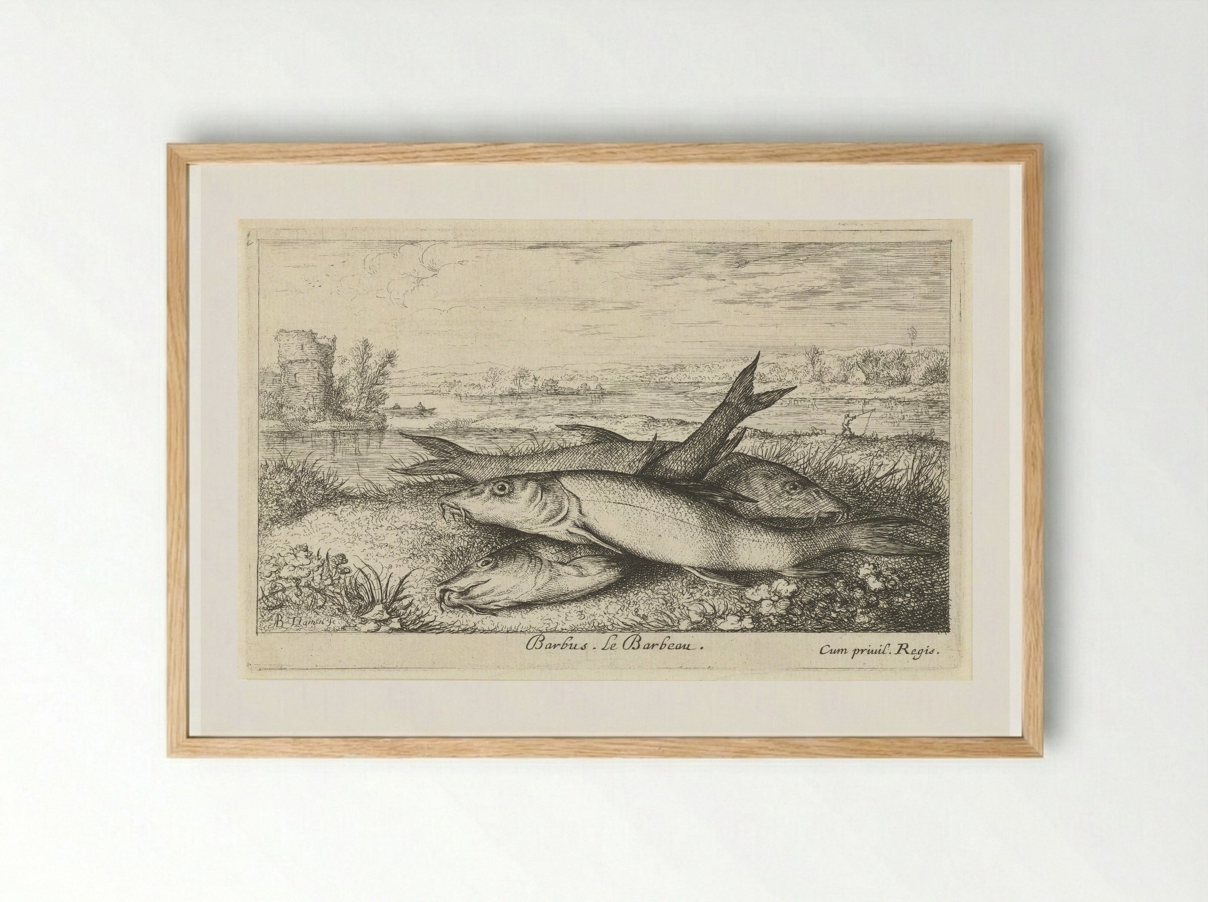 Three Barbel on a Riverbank - Albert Flamen - Framed Print Wood