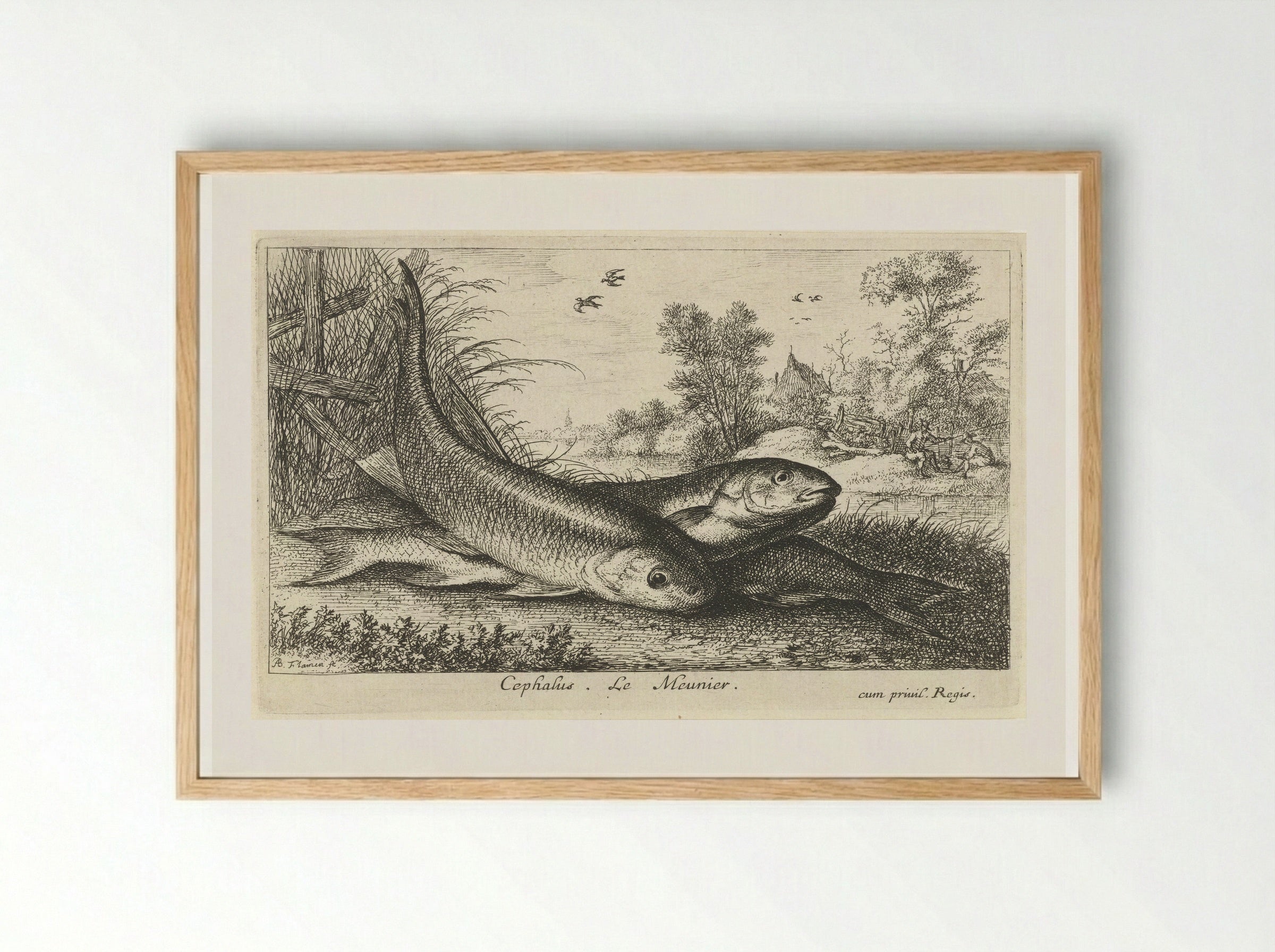 Three Chub on a Riverbank - Albert Flamen - Framed Print Wood