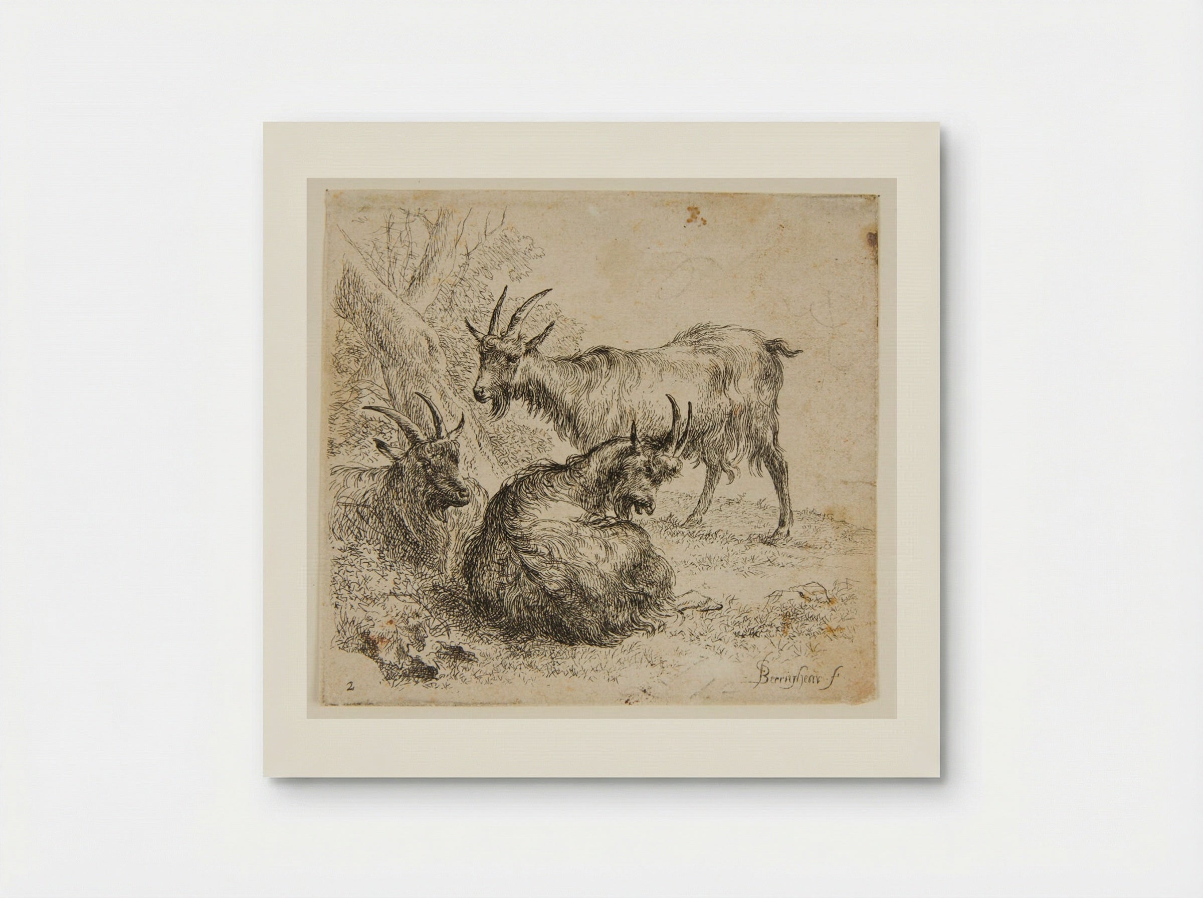 Three Goats Under a Tree - Nicolaes Berchem - Poster