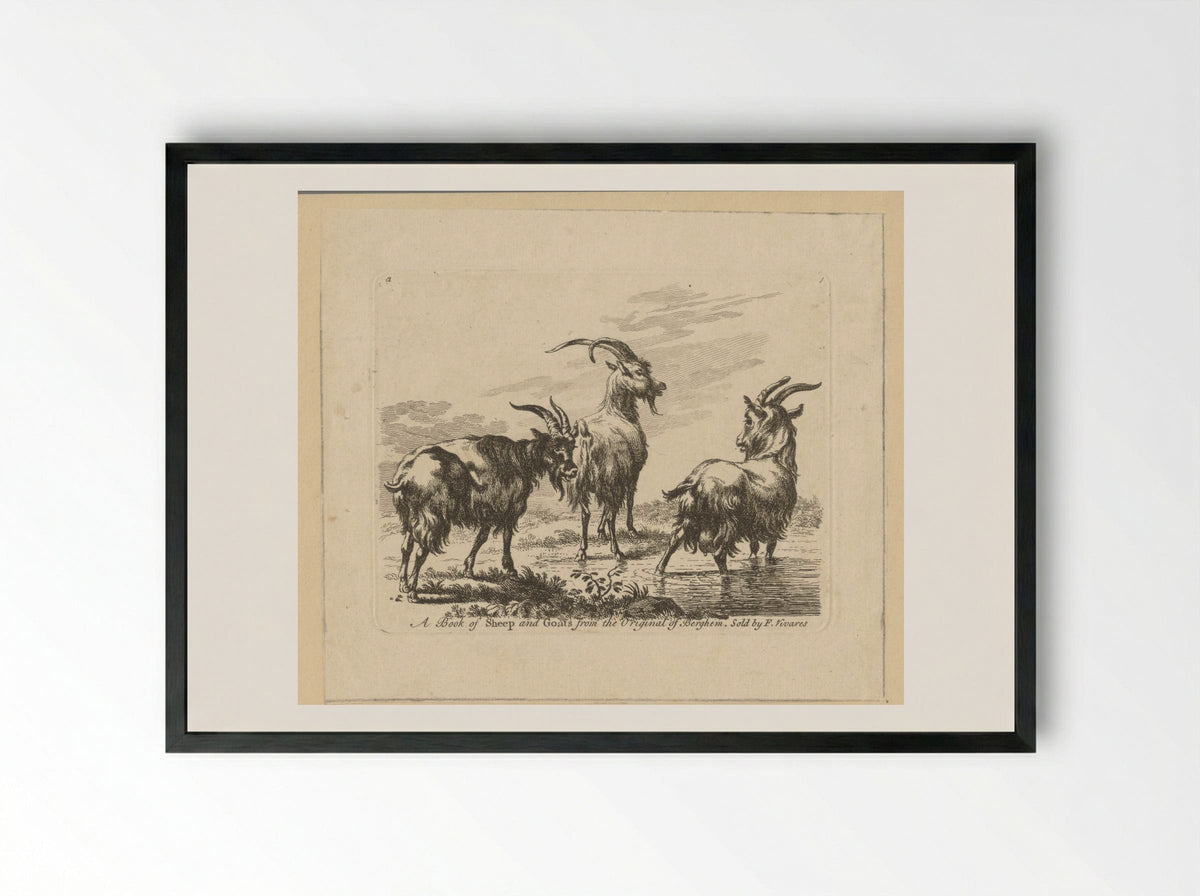 Three Goats by a Stream - François Vivares - Framed Print Black