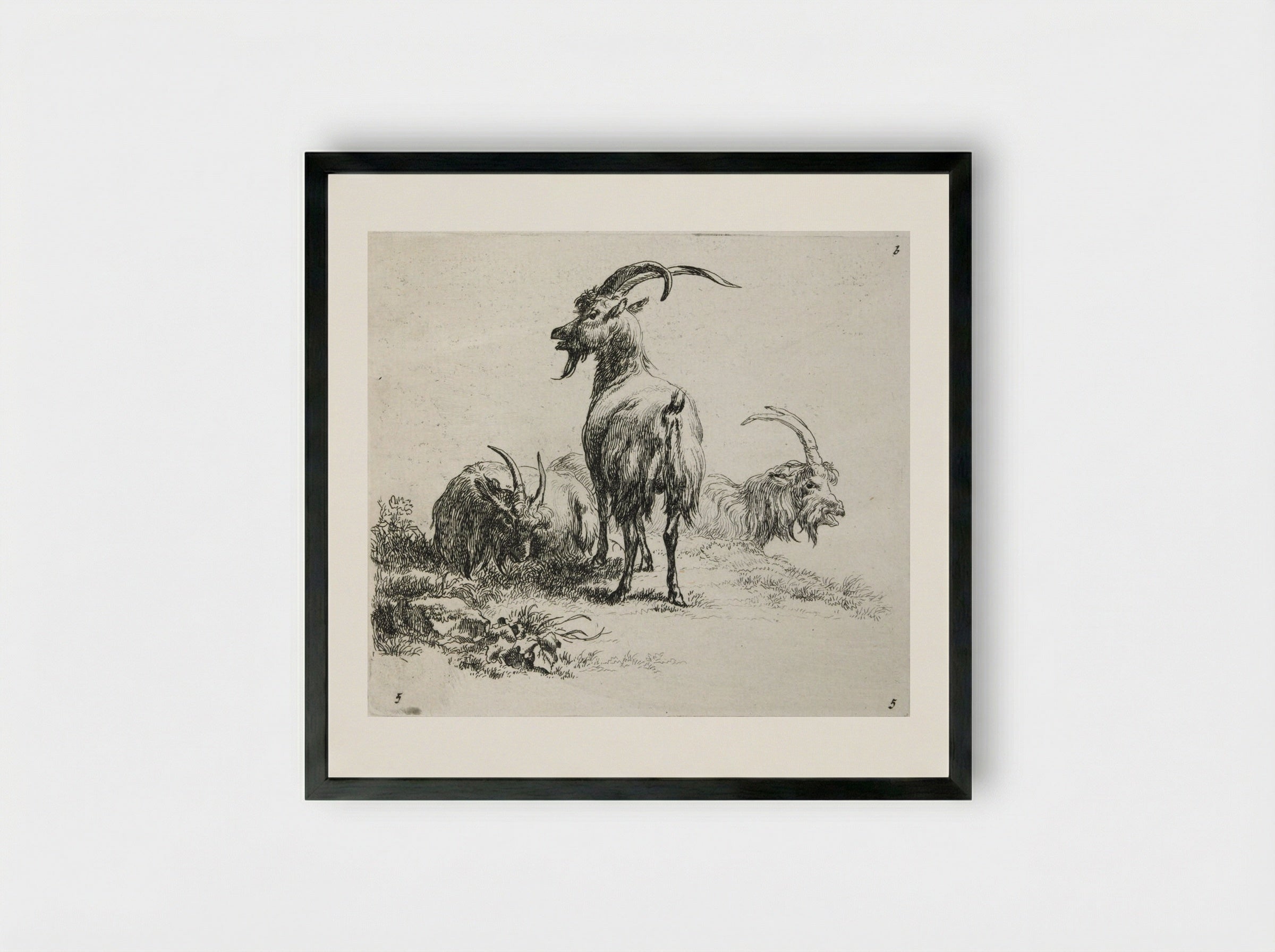 Three Goats - Nicolaes Berchem - Framed Print Black