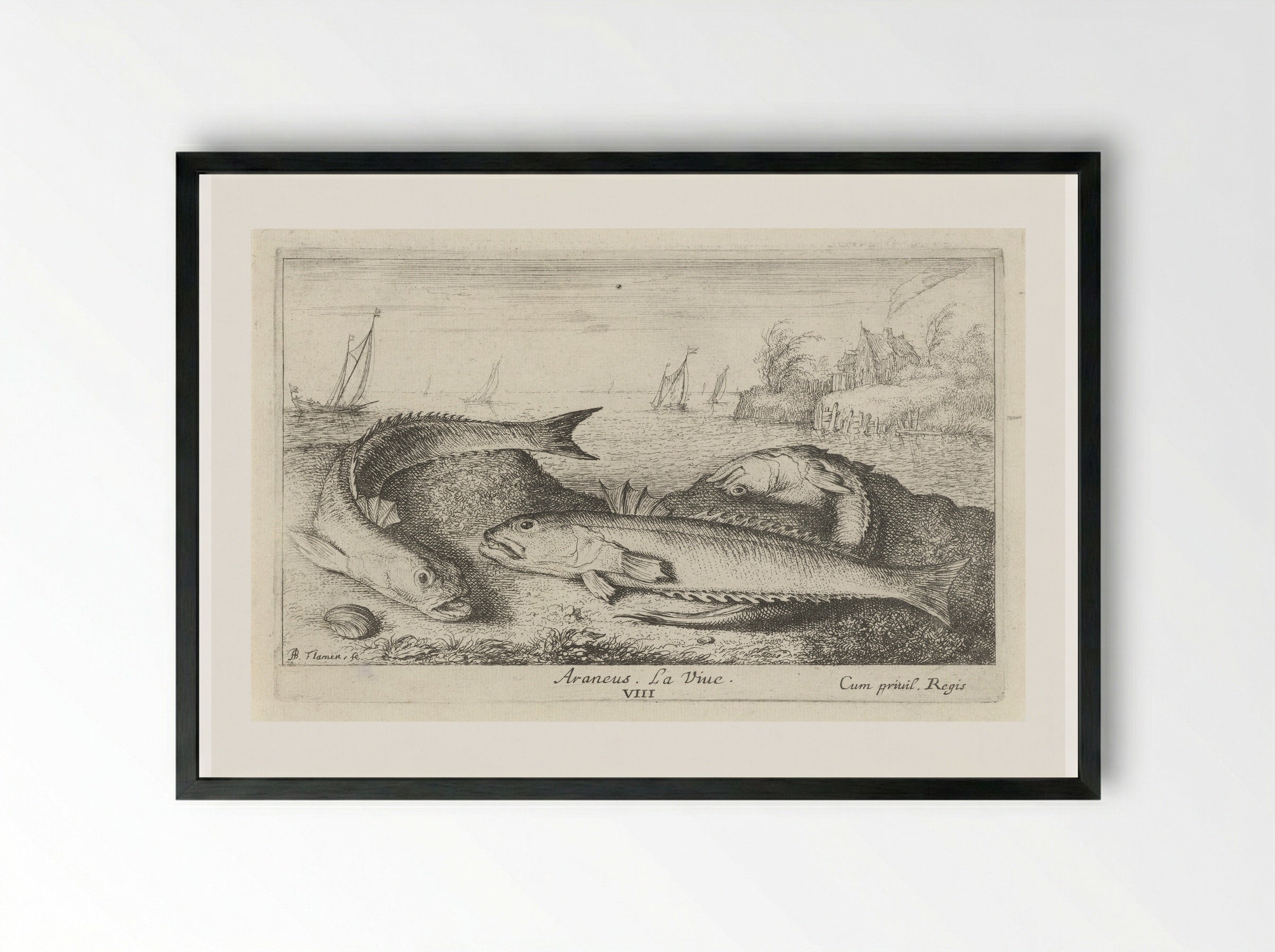 Three Greater Weever Fish on the Shore - Albert Flamen - Framed Print Black