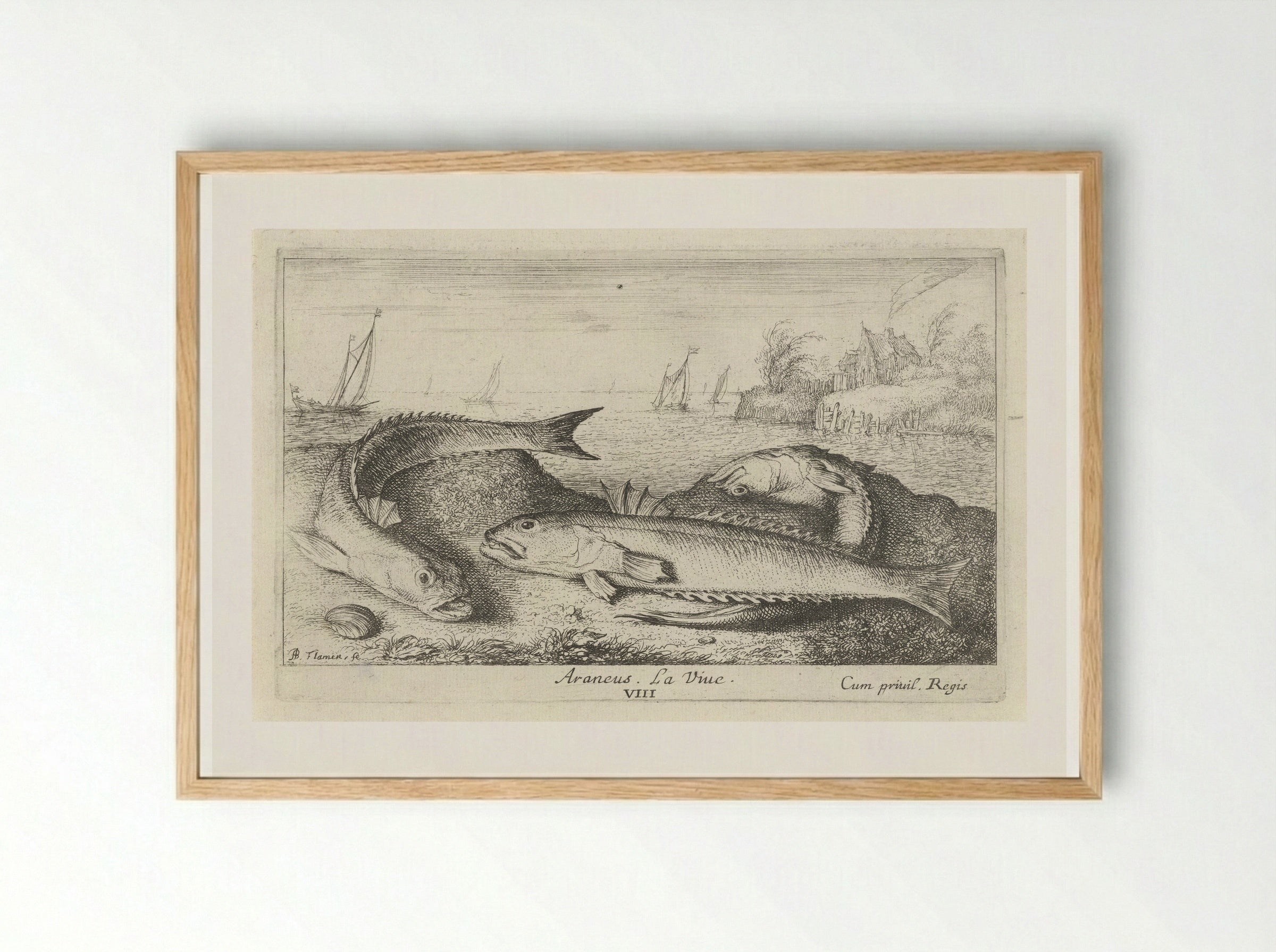 Three Greater Weever Fish on the Shore - Albert Flamen - Framed Print Wood