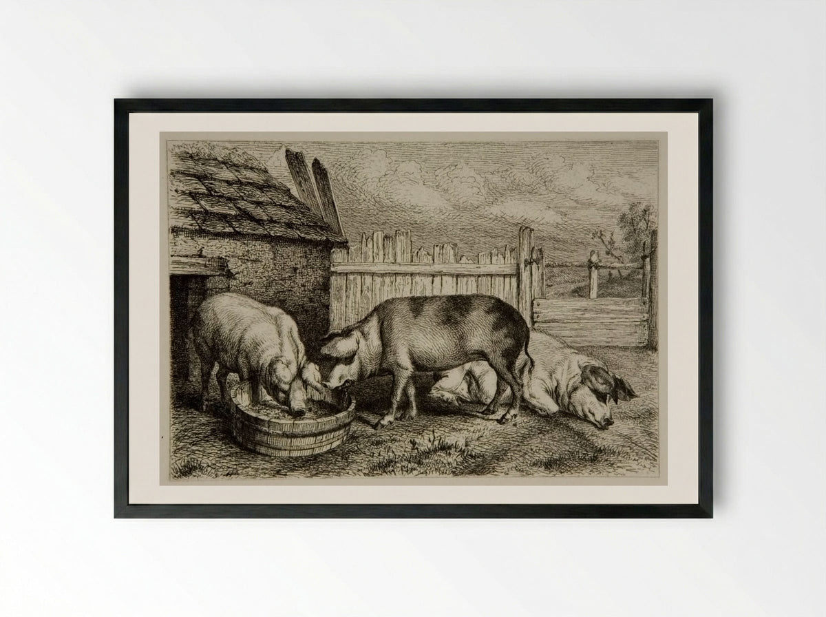 Three Pigs - Karl Bodmer - Framed Print Black