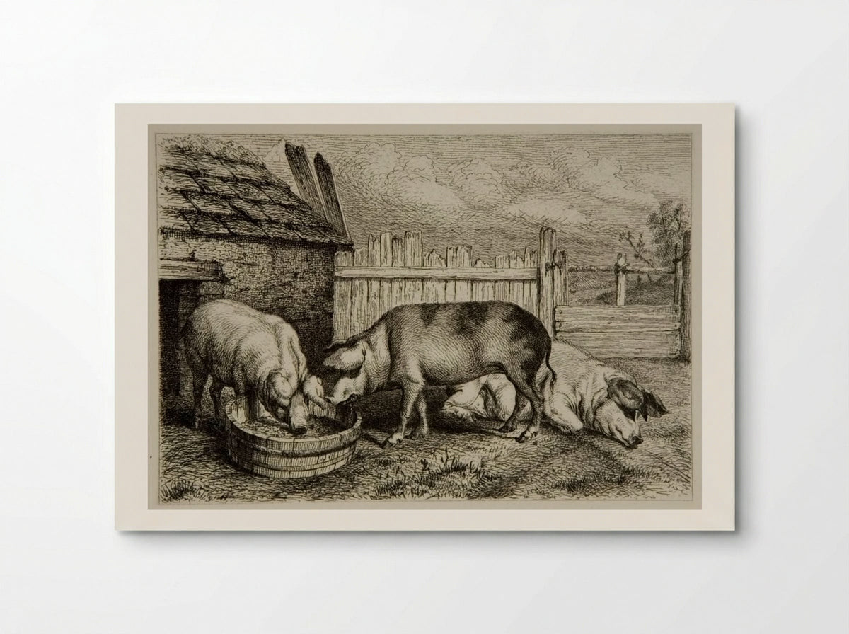 Three Pigs - Karl Bodmer - Poster