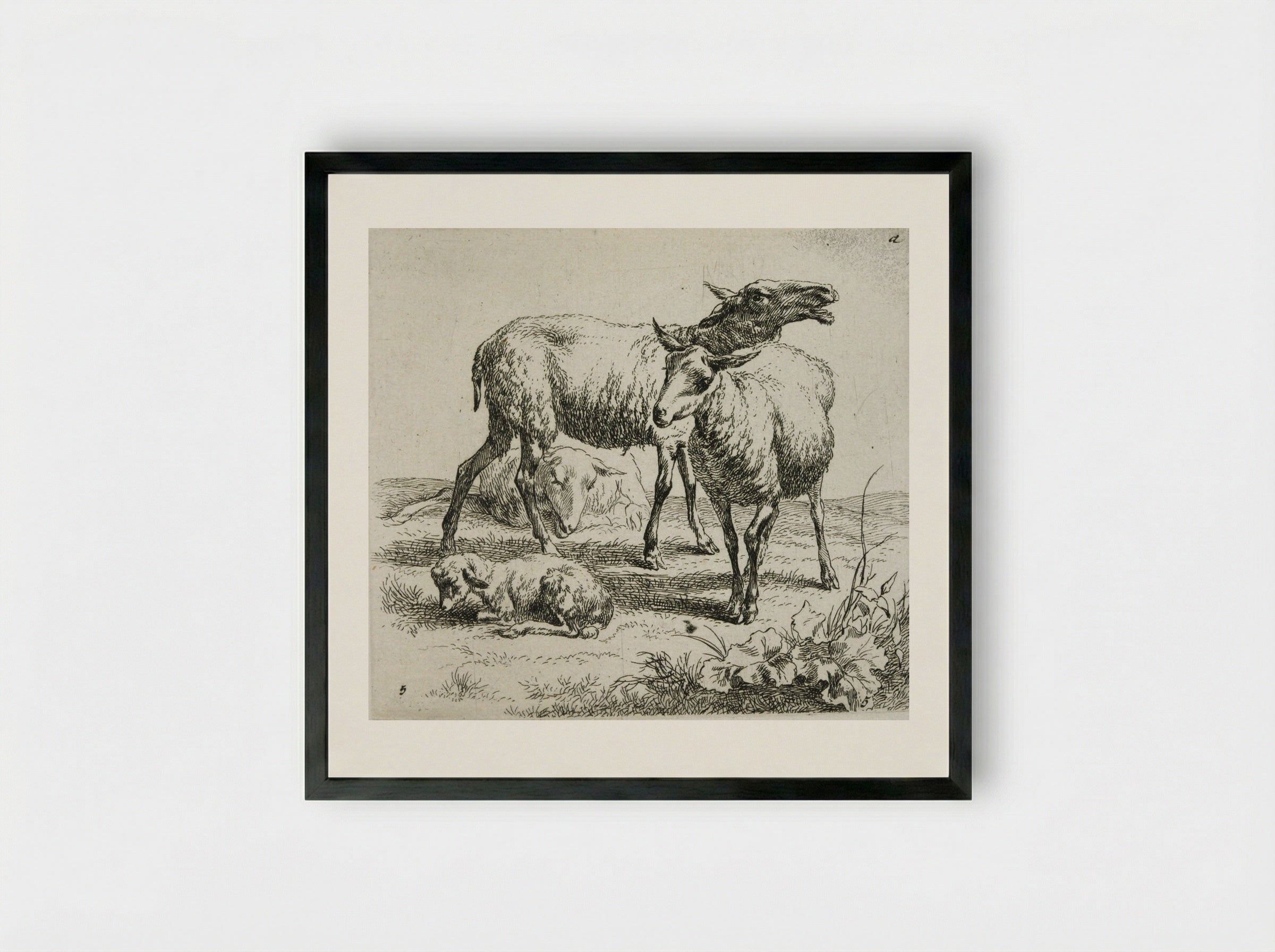 Three Sheep and a Kid - Nicolaes Berchem - Framed Print Black