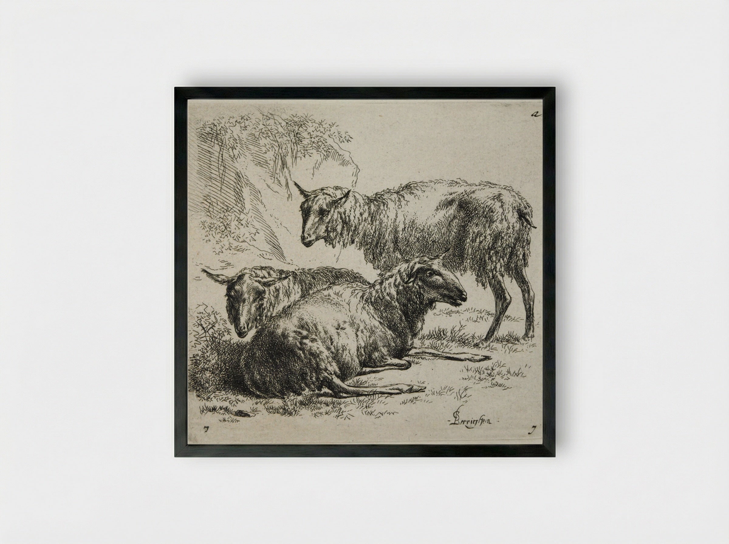 Three Sheep: One Standing to Right of Two Lying Down - Nicolaes Berchem the Elder - Framed Print Black