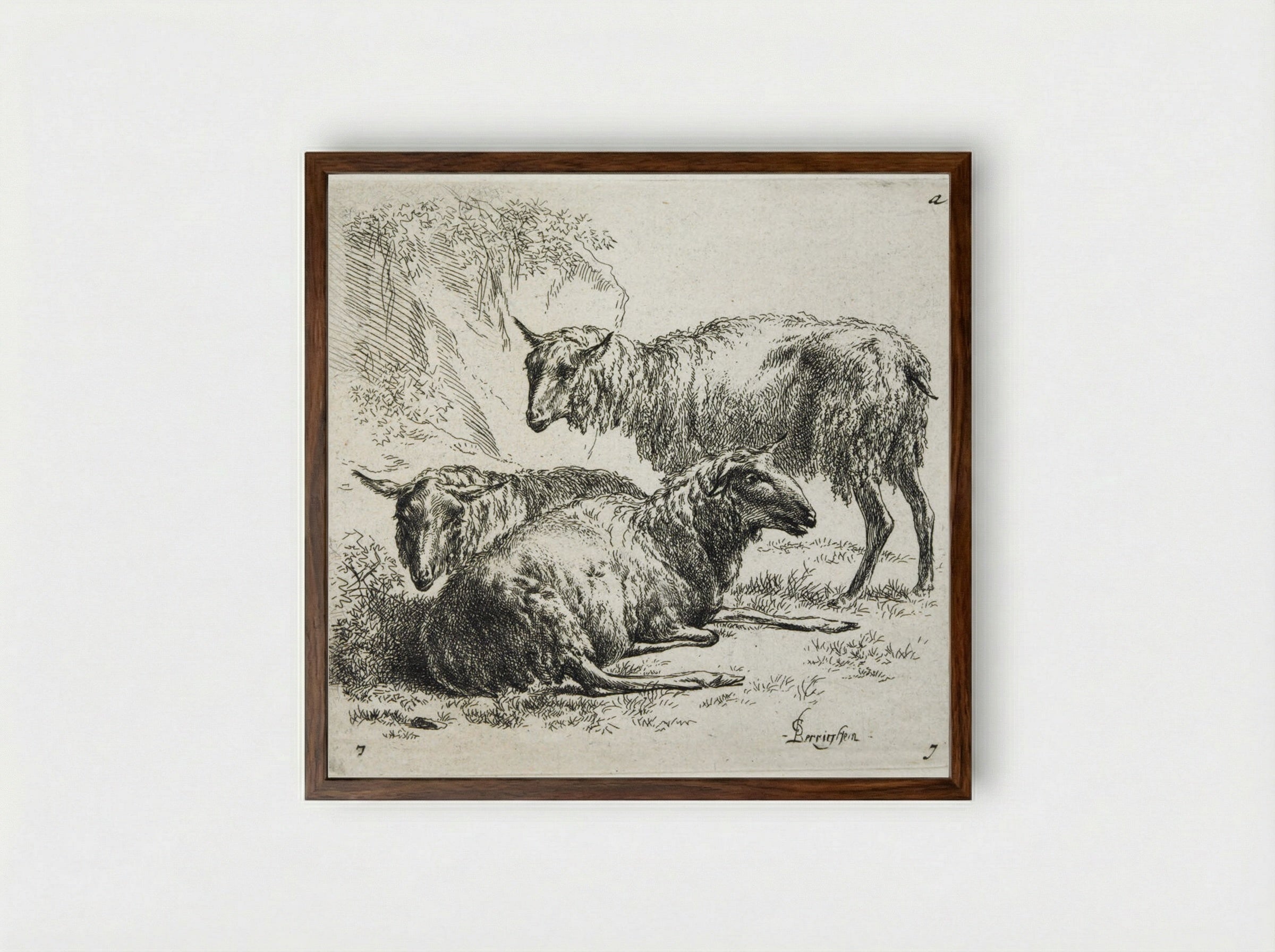 Three Sheep: One Standing to Right of Two Lying Down - Nicolaes Berchem the Elder - Framed Print Dark Wood