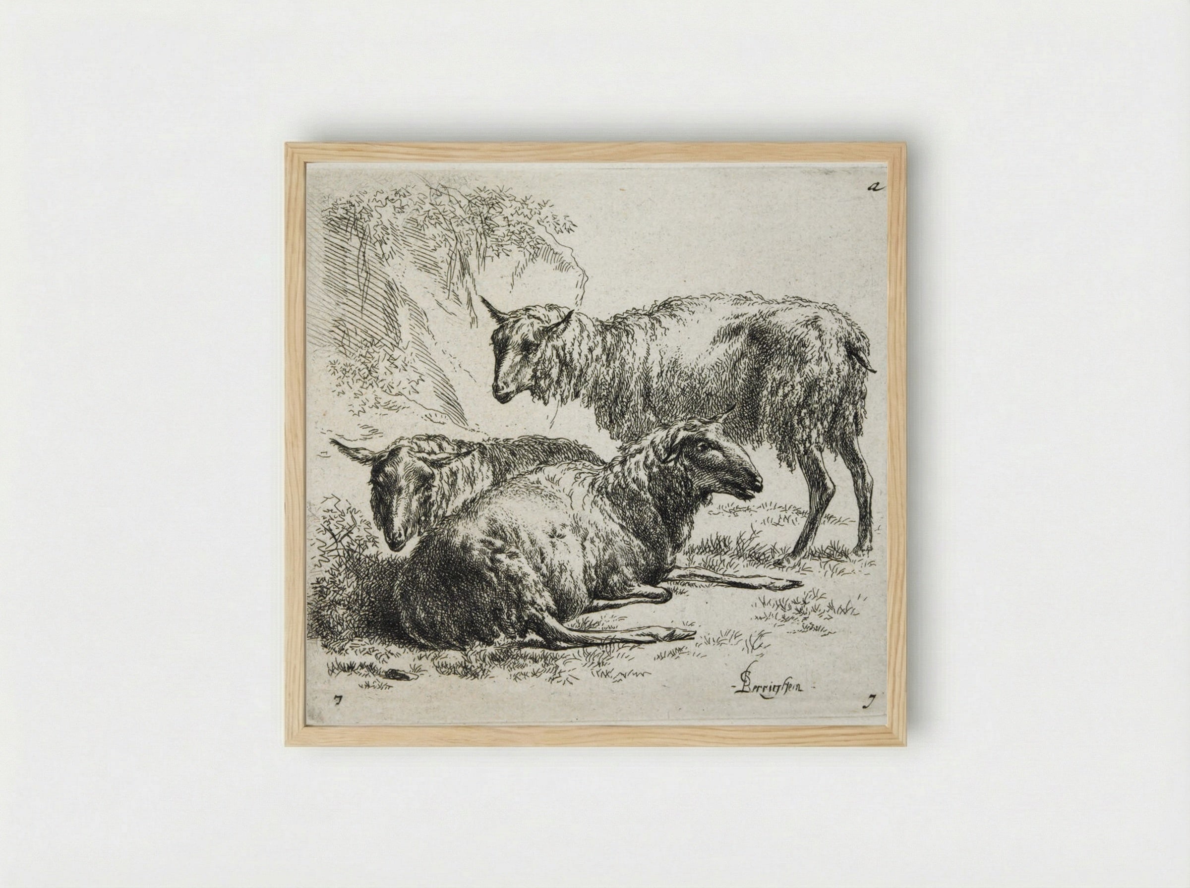 Three Sheep: One Standing to Right of Two Lying Down - Nicolaes Berchem the Elder - Framed Print Wood