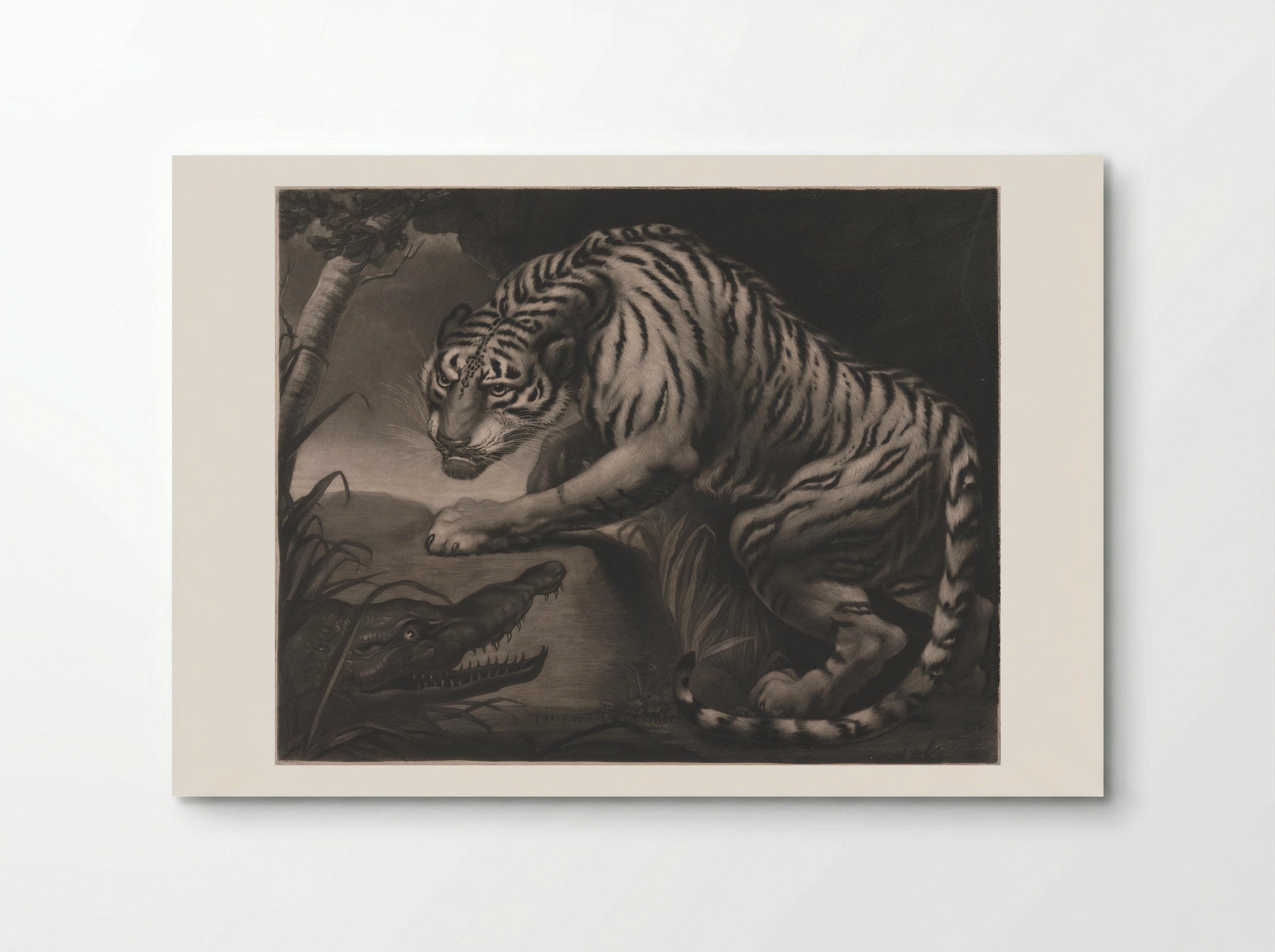 Tiger & Crocodile - Charles Turner - Poster