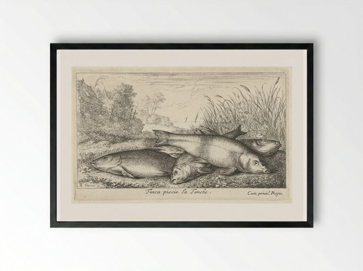 Tinca piscis (Four Tench on a Riverbank) - Albert Flamen - Framed Print Black