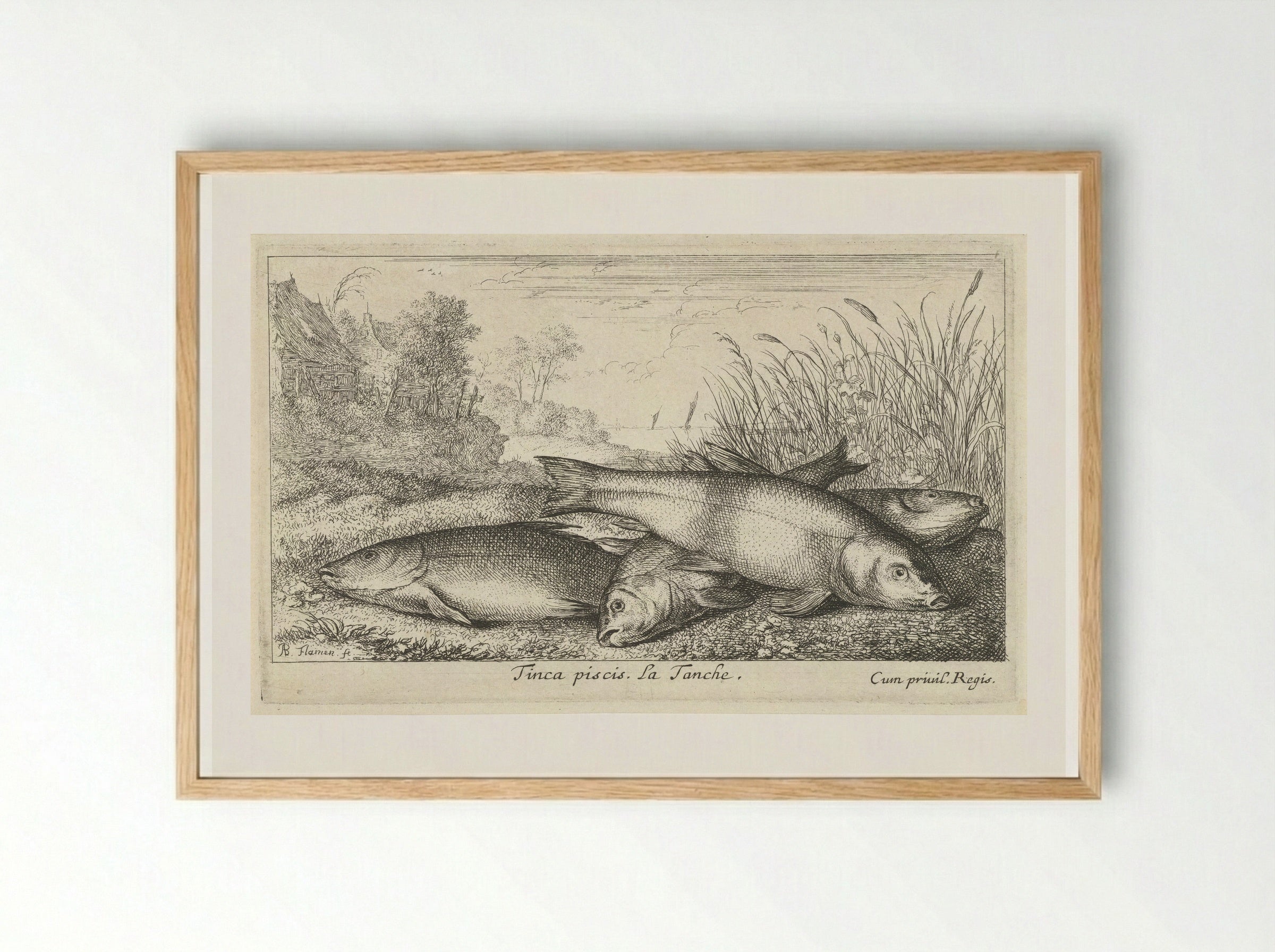 Tinca piscis (Four Tench on a Riverbank) - Albert Flamen - Framed Print Wood
