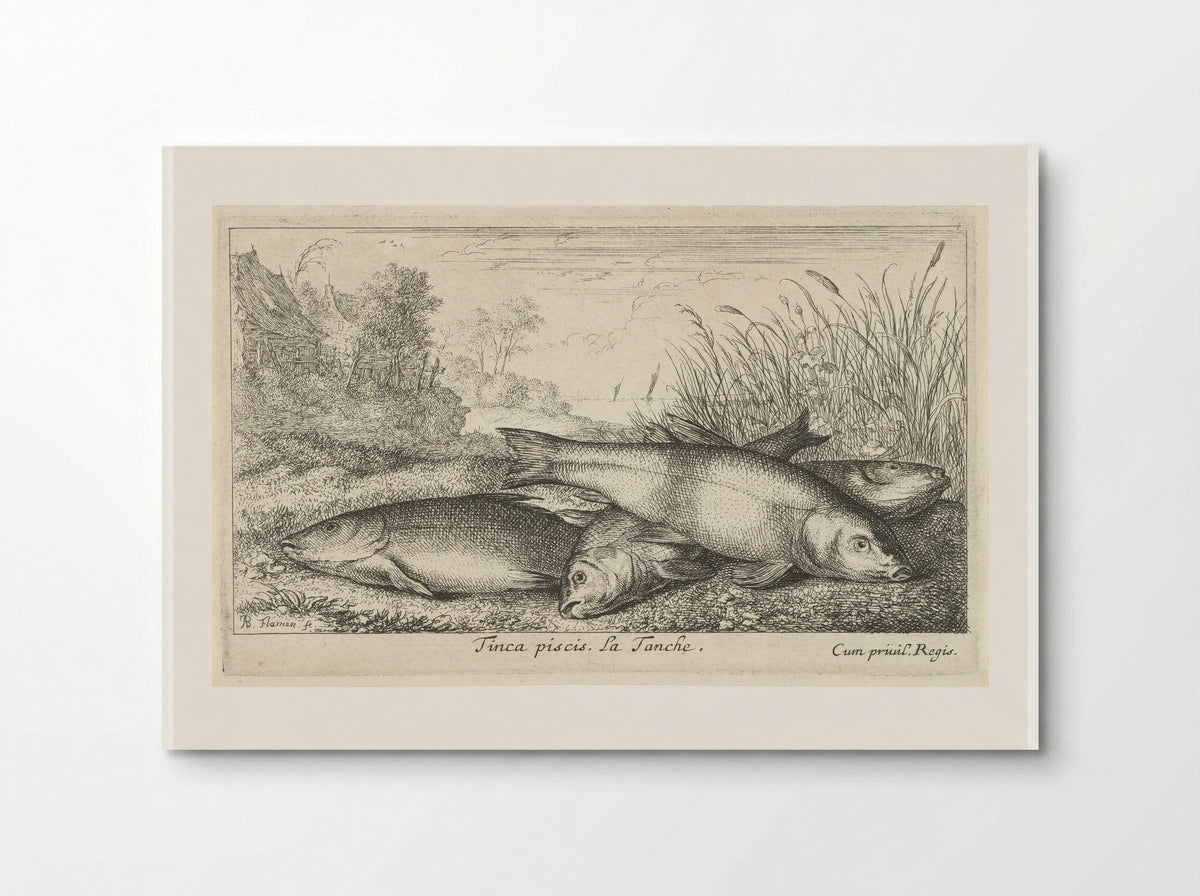 Tinca piscis (Four Tench on a Riverbank) - Albert Flamen - Poster