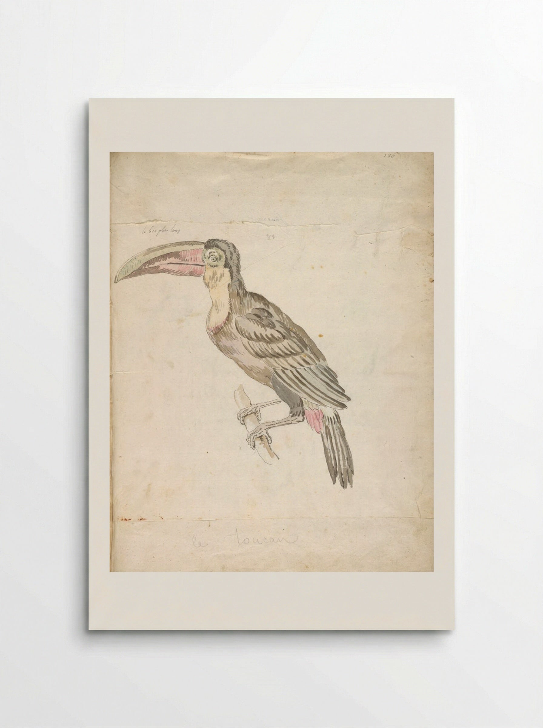 Toucan Resting on a Branch - Jean-Baptiste Oudry - Poster