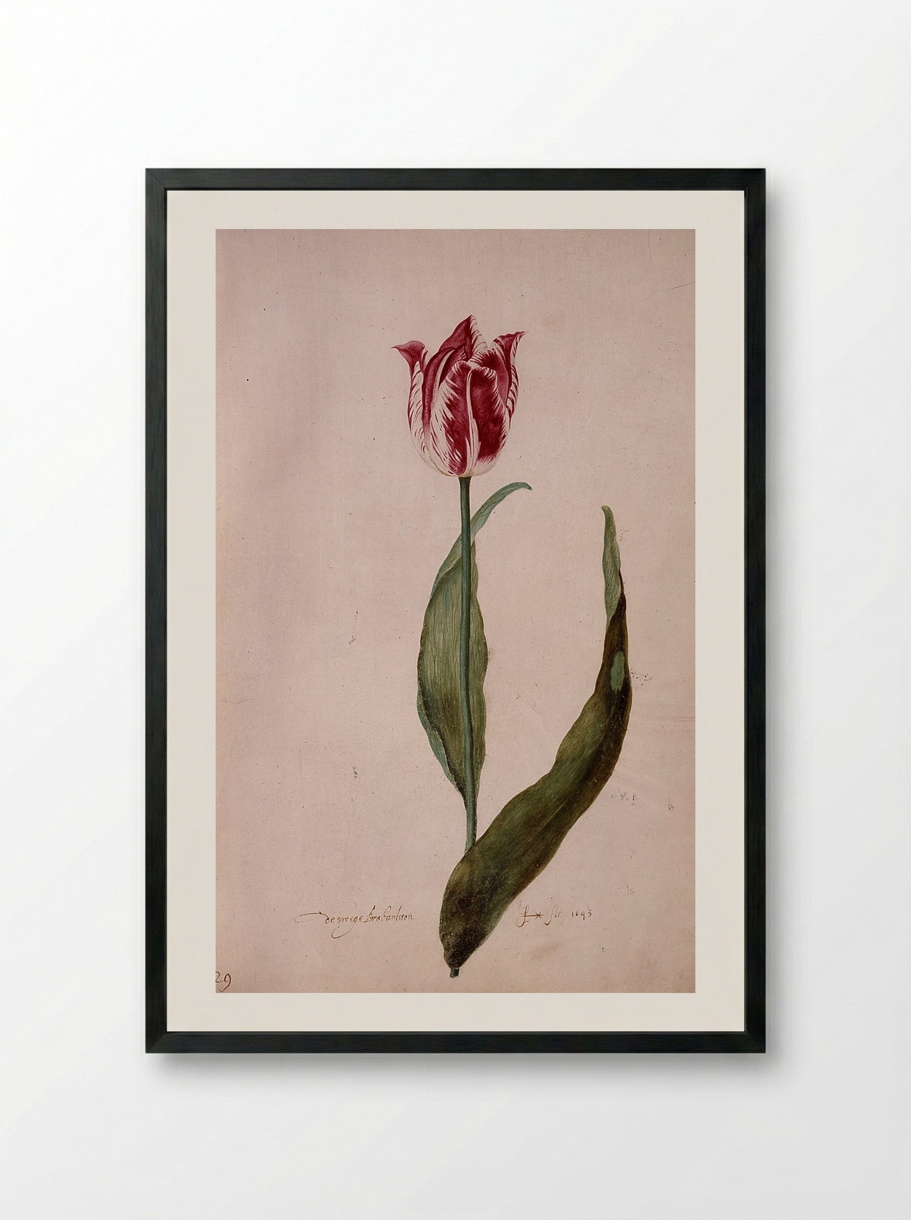 Tulip (De Groote Brabantson) - Judith Leyster - Framed Print Black
