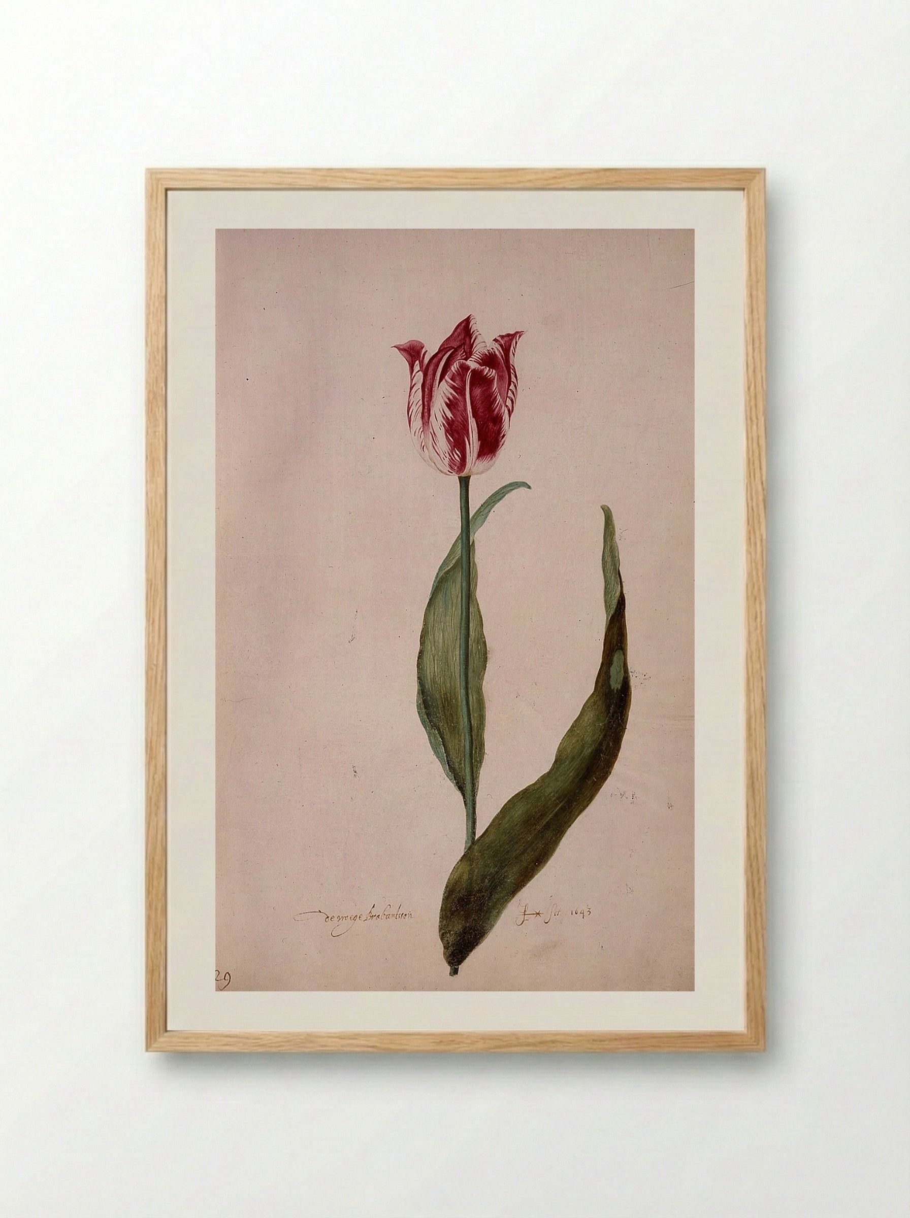 Tulip (De Groote Brabantson) - Judith Leyster - Framed Print Wood
