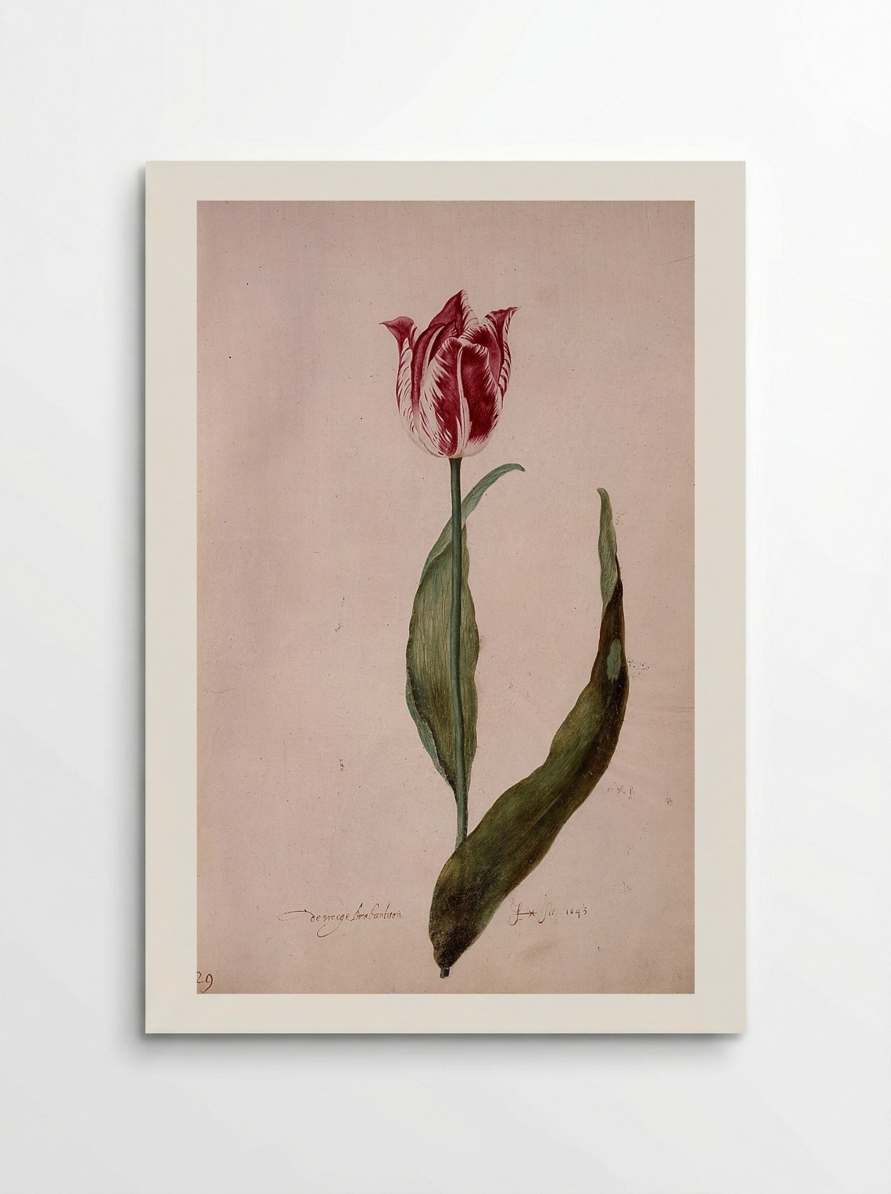 Tulip (De Groote Brabantson) - Judith Leyster - Poster