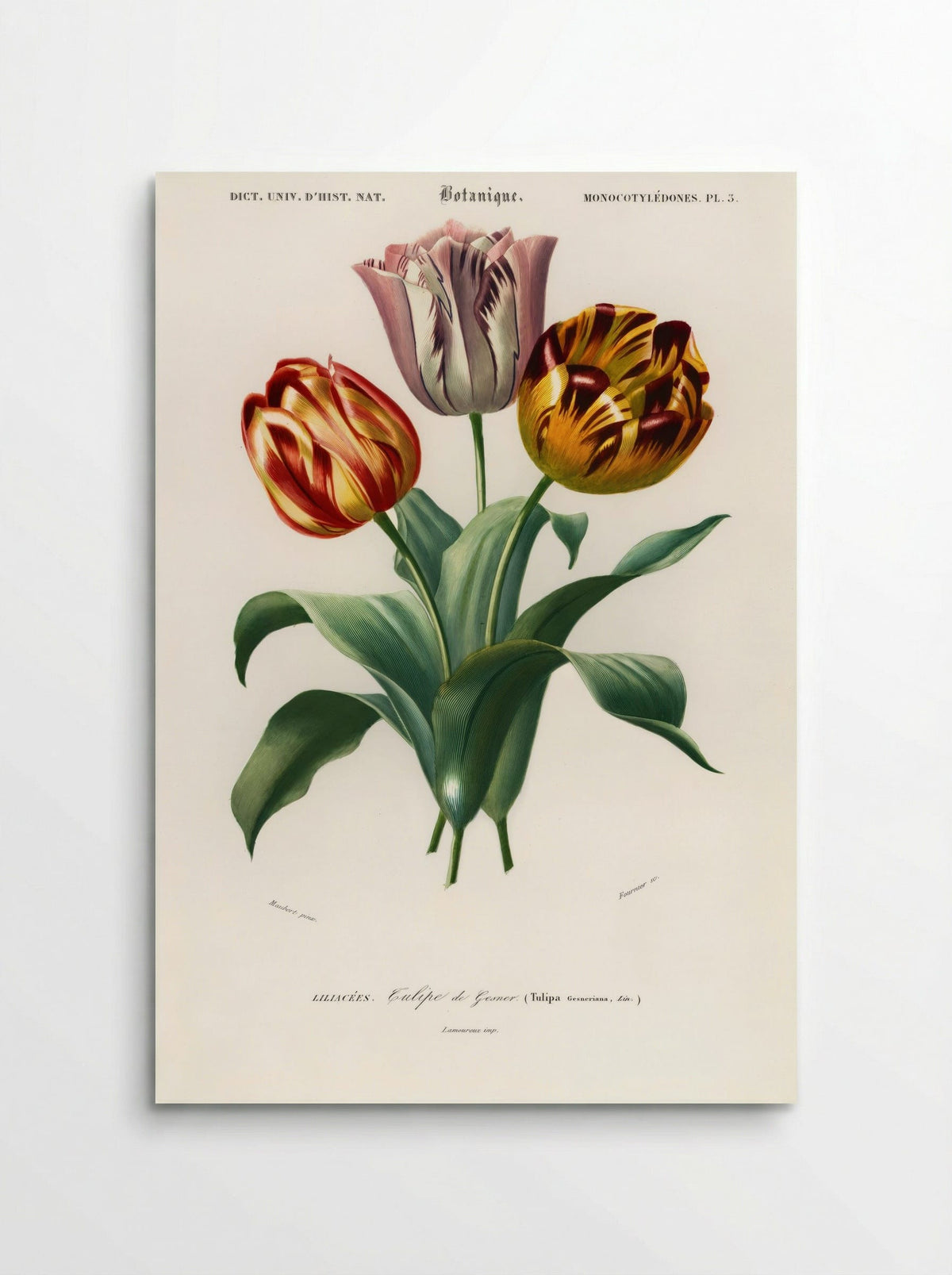 Tulip (Tulipa gesneriana) - Charles Dessalines D'Orbigny - Poster