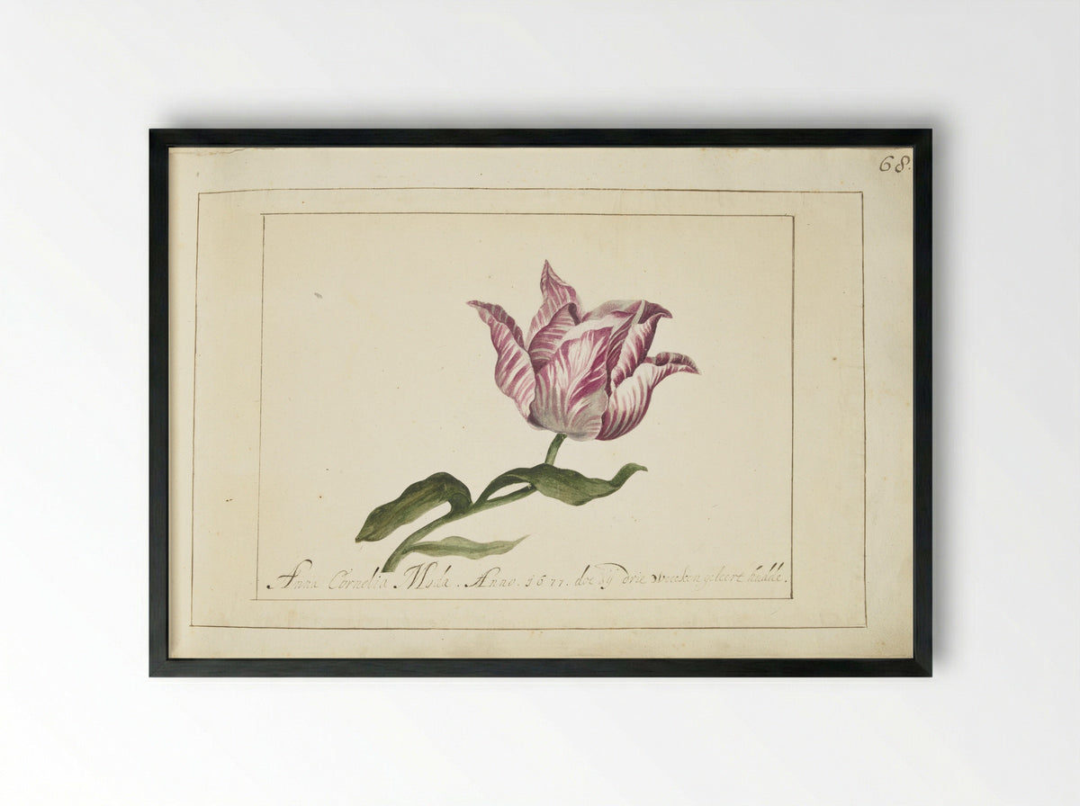 Tulp (Tulip Study) - Anna Cornelia Moda - Framed Print Black